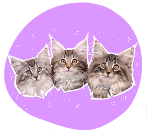 1 chaton norvegien caladan