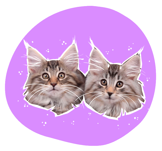 bébés chat des forets norvégiennes élevage CalaDaN