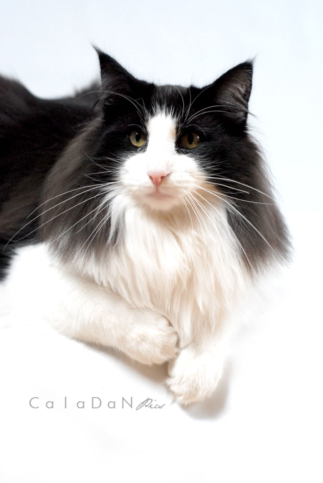 Ils ont participé Chat norvégien qui a compté pour les caladan