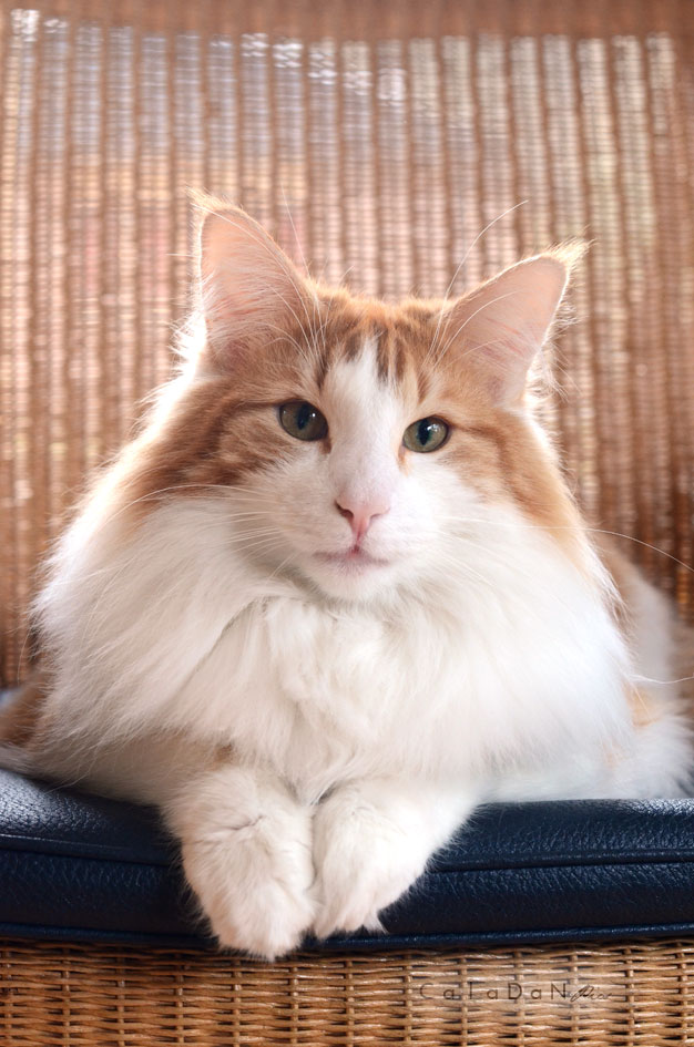 Ils ont participé Chat norvégien qui a compté pour les caladan