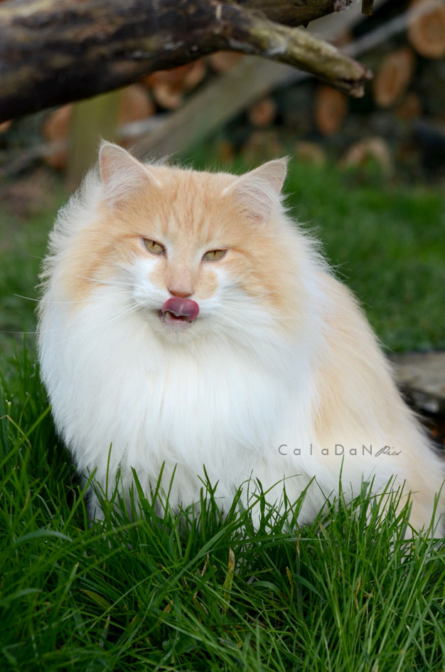 Ils ont participé Chat norvégien qui a compté pour les caladan