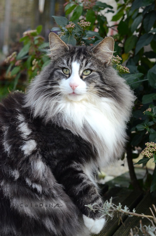 Ils ont participé Chat norvégien qui a compté pour les caladan