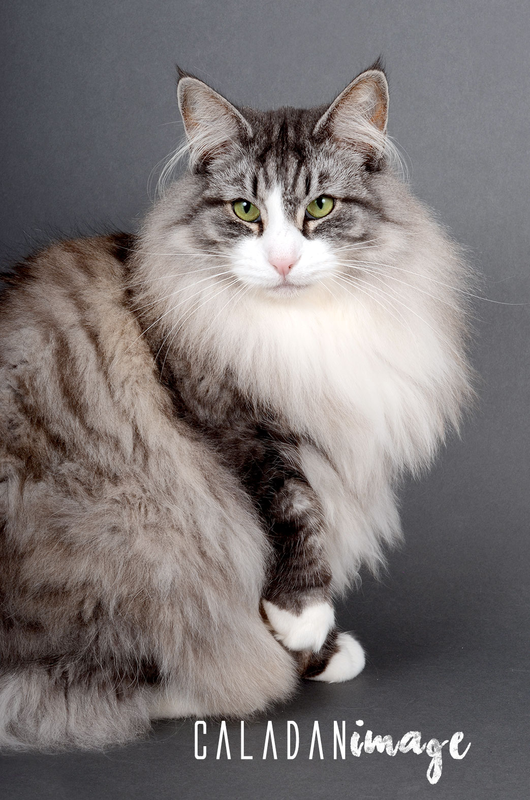 Ils ont participé Chat norvégien qui a compté pour les caladan