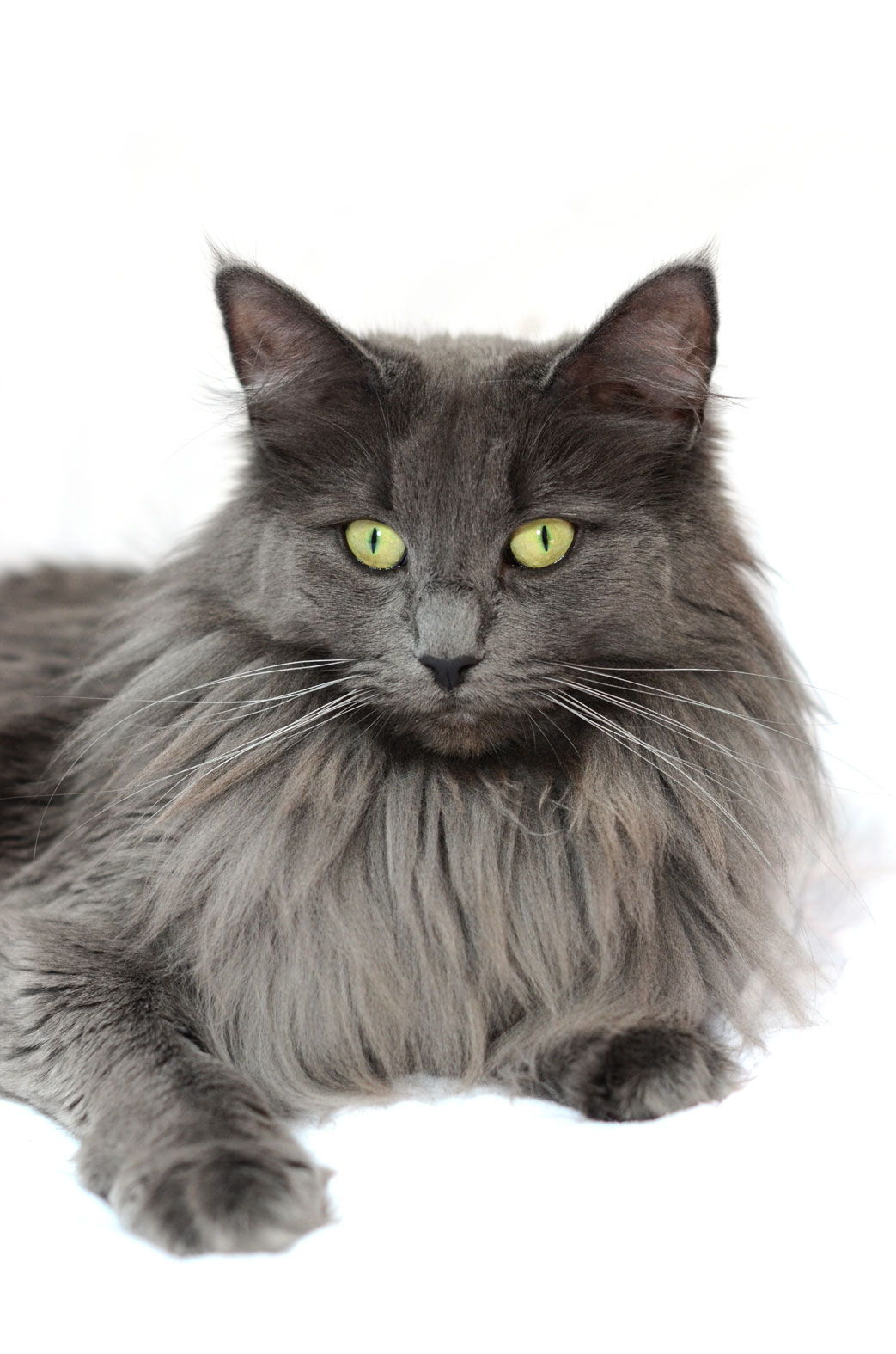 Ils ont participé Chat norvégien qui a compté pour les caladan