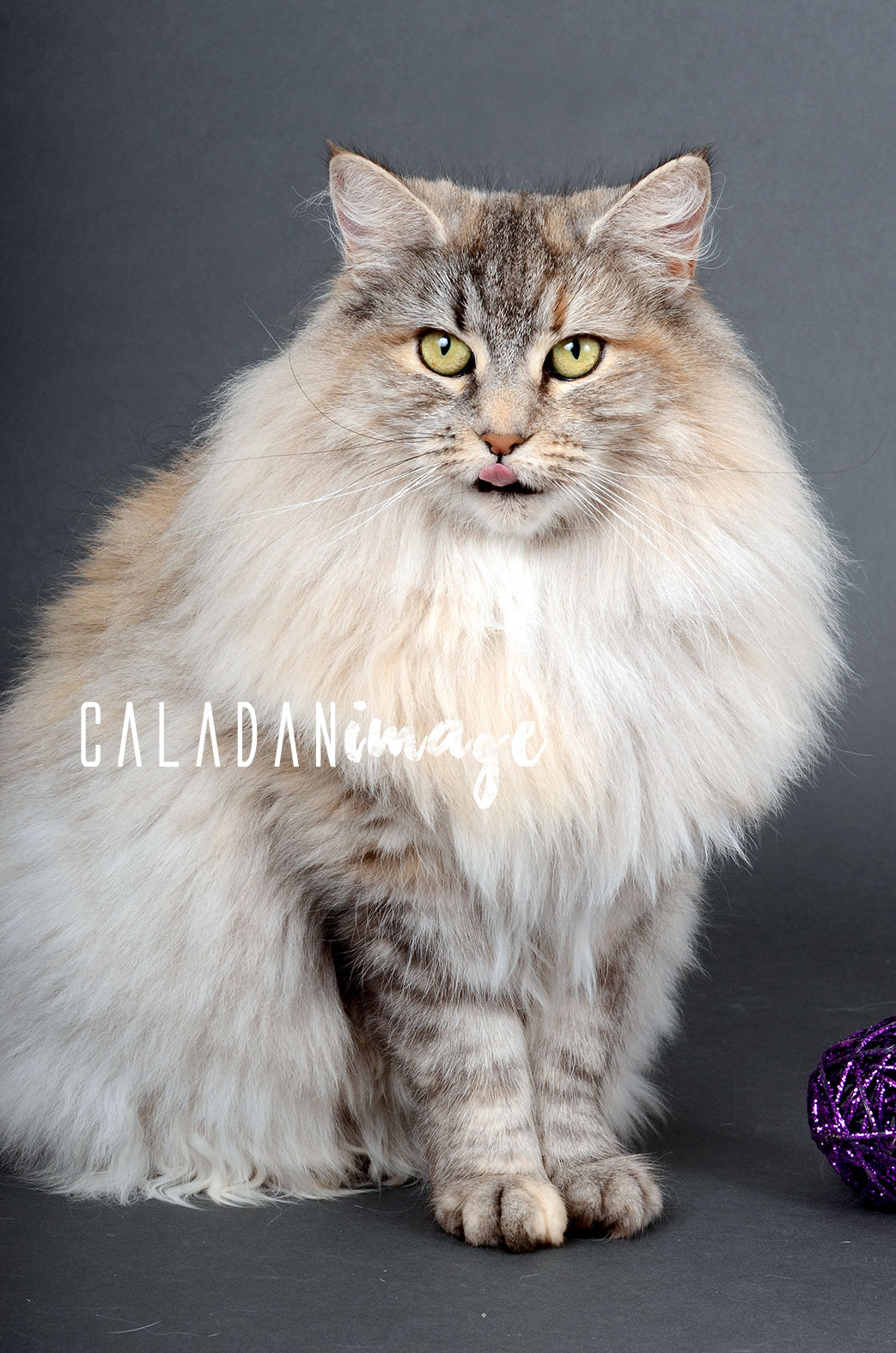 Ils ont participé Chat norvégien qui a compté pour les caladan