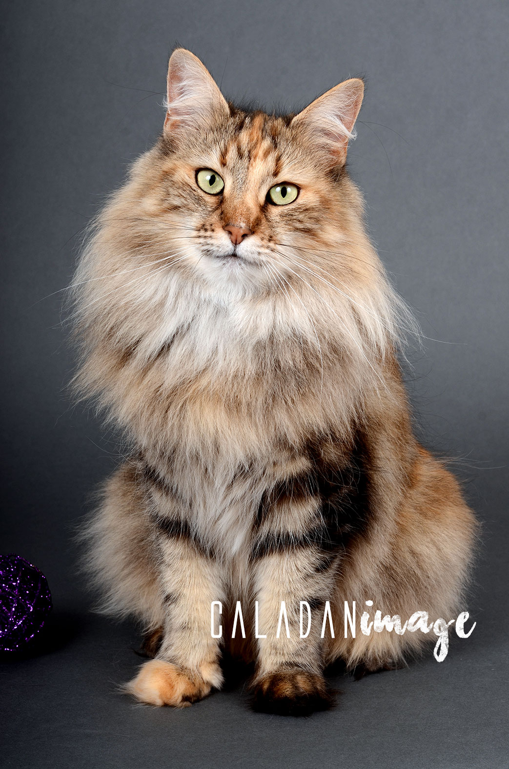 Ils ont participé Chat norvégien qui a compté pour les caladan