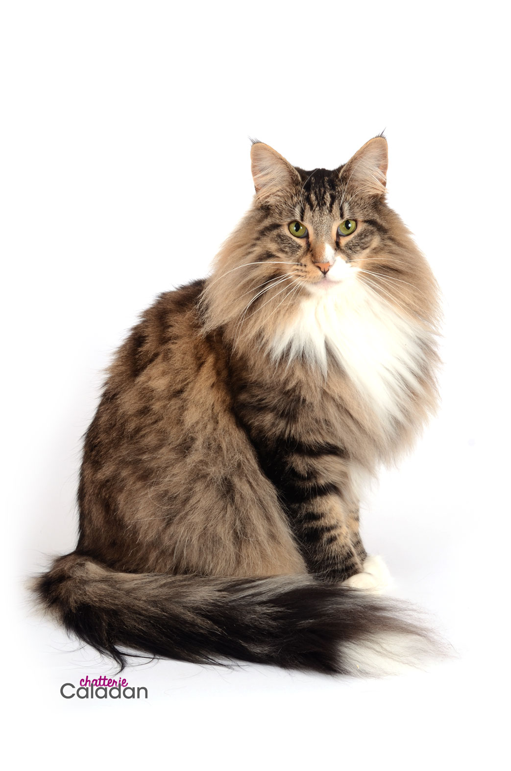 Ils ont participé Chat norvégien qui a compté pour les caladan