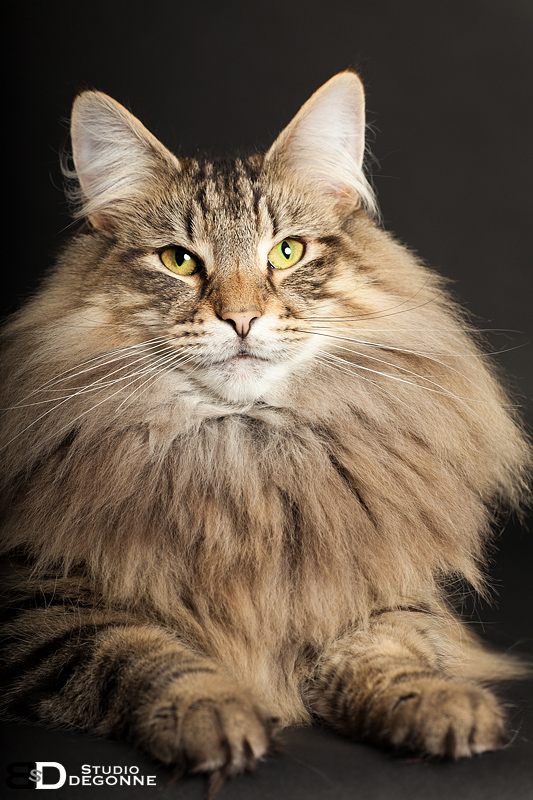 Ils ont participé Chat norvégien qui a compté pour les caladan