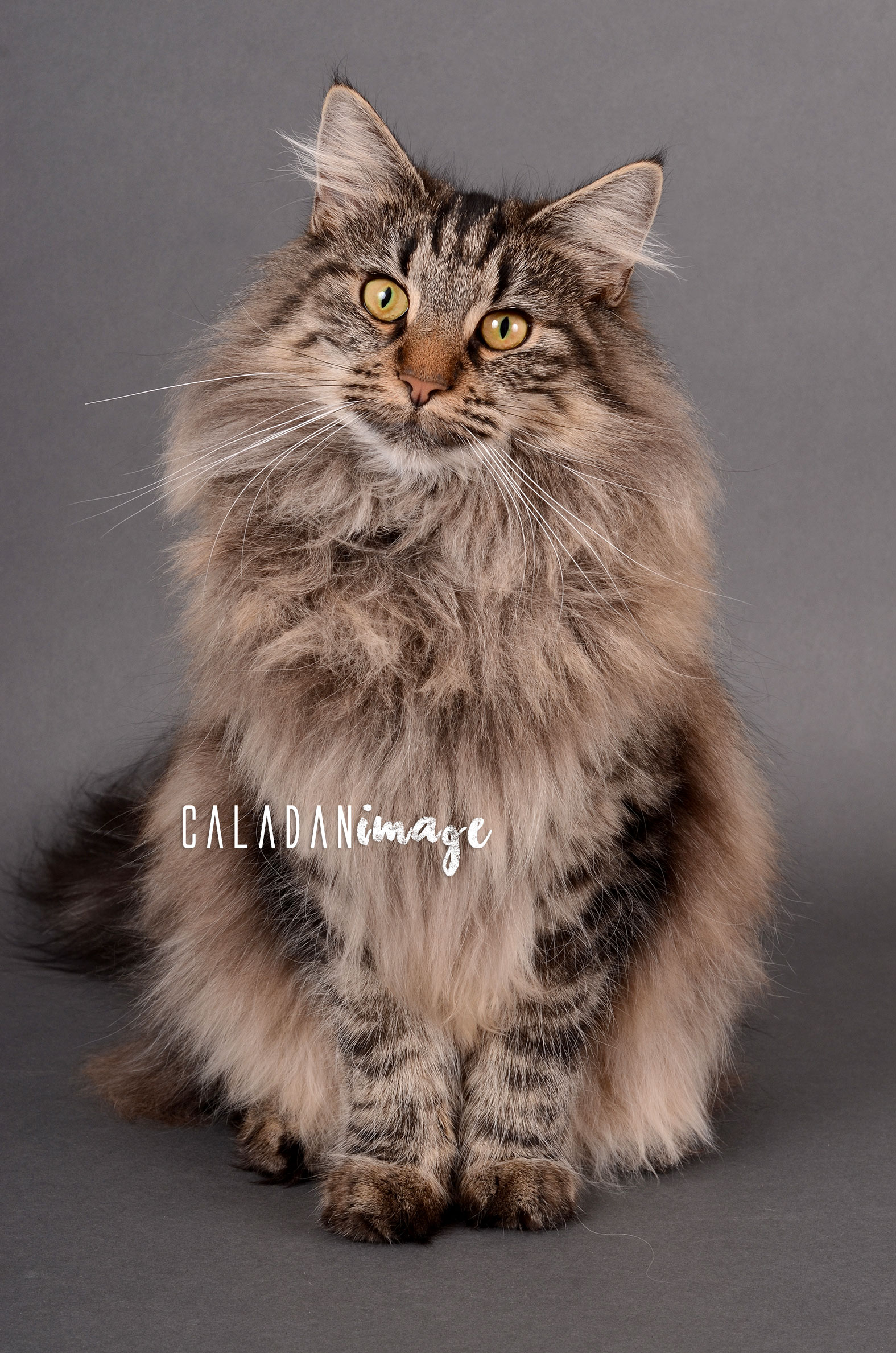 Ils ont participé Chat norvégien qui a compté pour les caladan, ma shaman