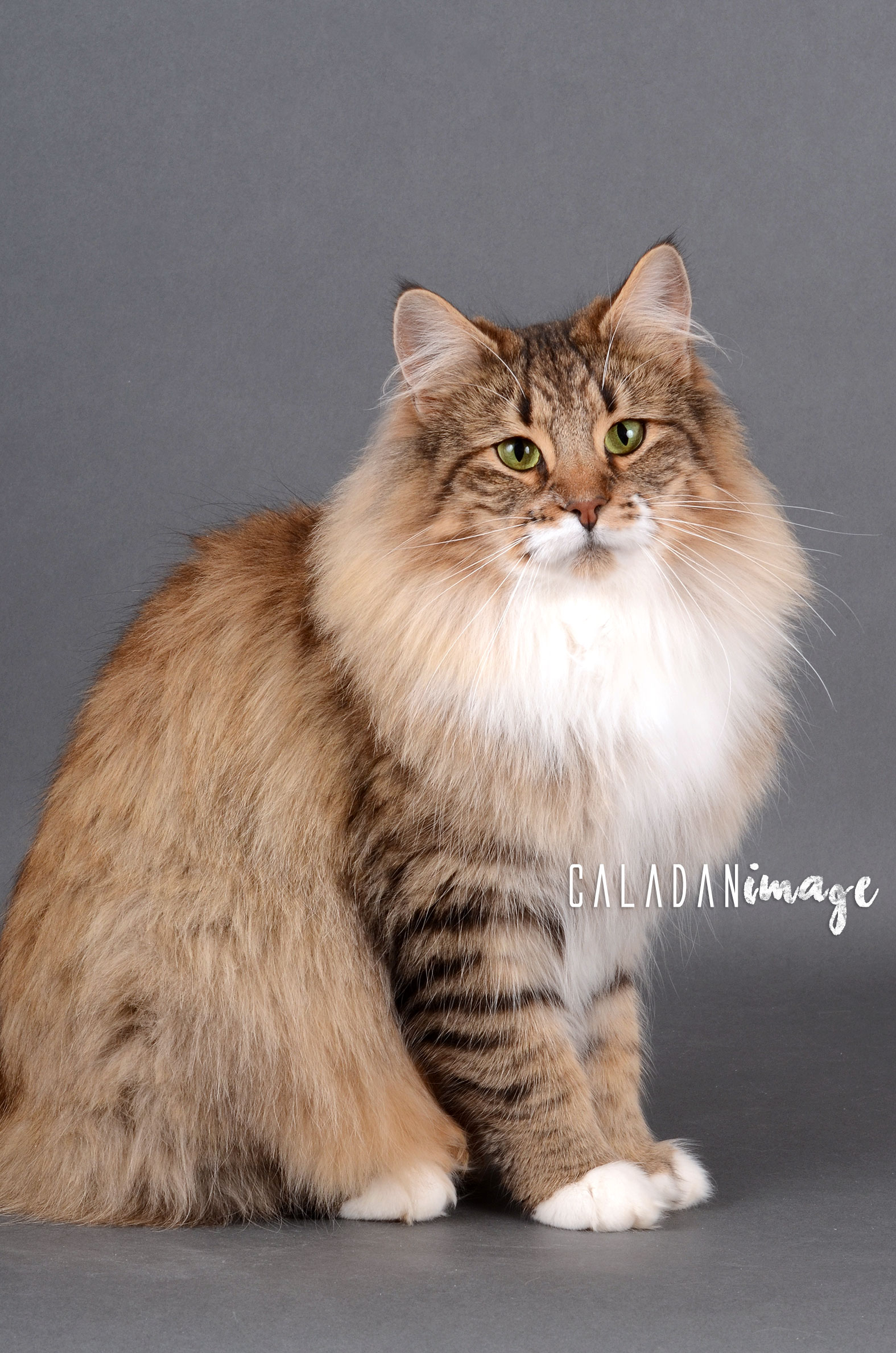 Ils ont participé Chat norvégien qui a compté pour les caladan