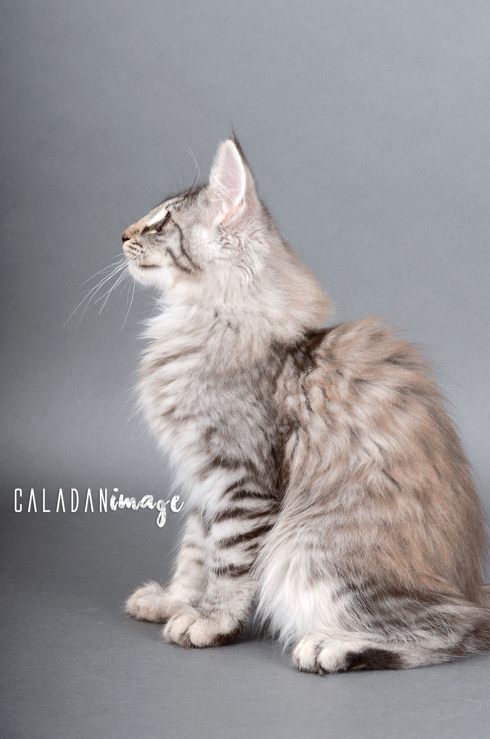 Egon mâle norvégien de la chatterie CalaDaN