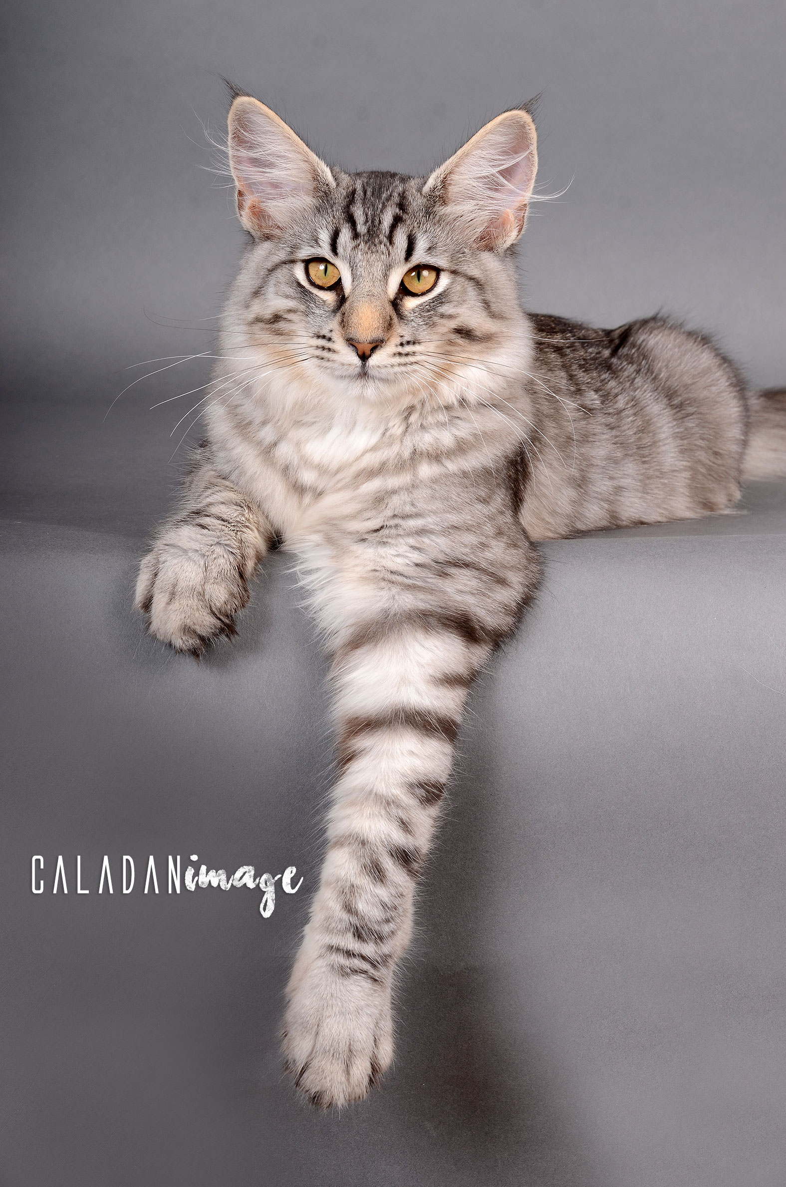 Tingoskatten's Egon, égérie et favori de ses dames. Mâle norvégien chez les CalaDaN