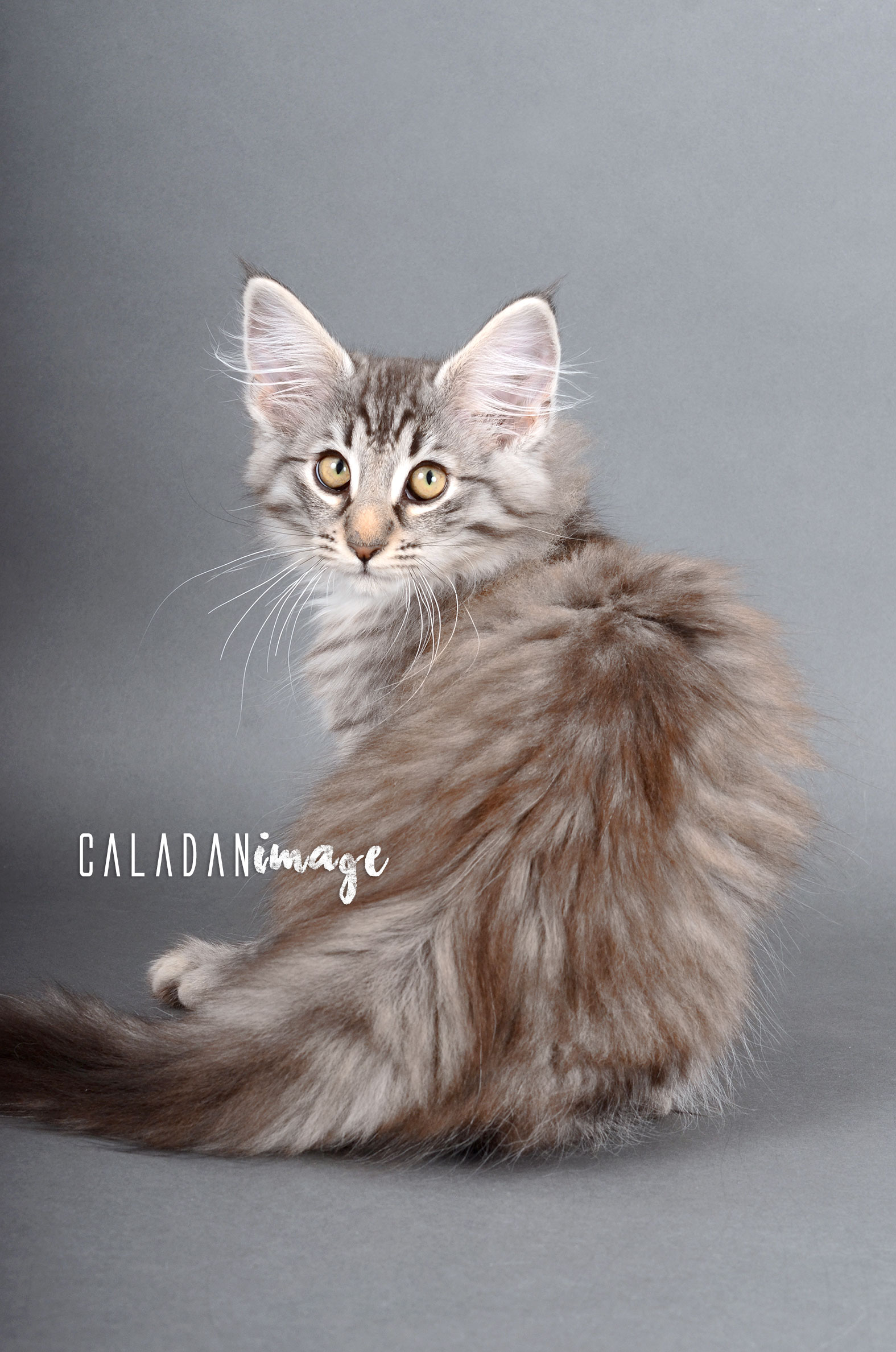 bébé norvégien black silver tabby chez les CalaDaN