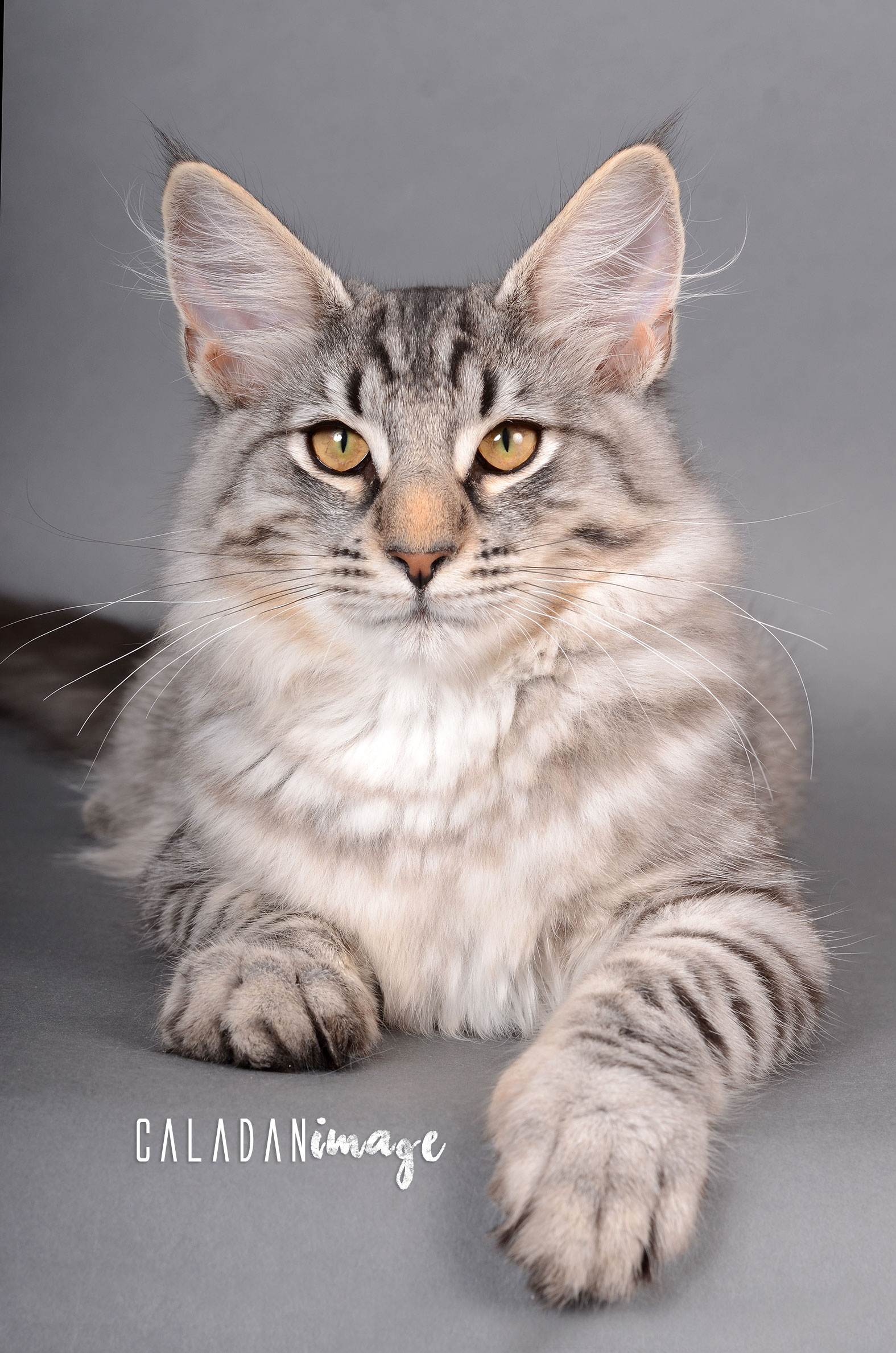 Norvégien black silver, mâle reproducteur de la chatterie CalaDaN