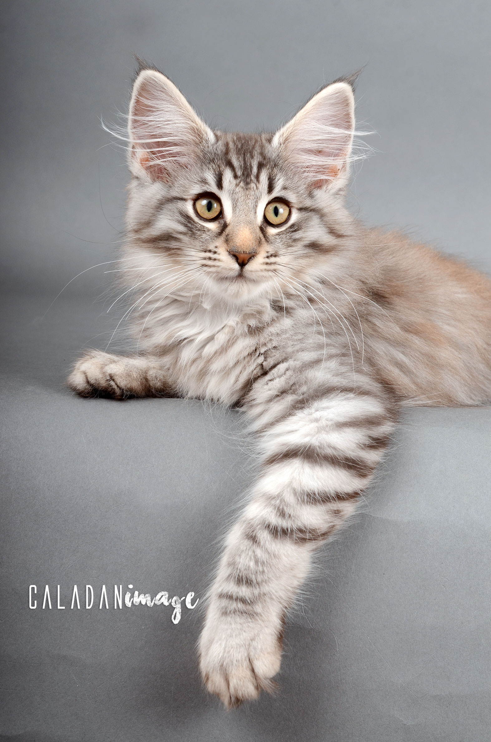 Bébé Egon, mâle black silver mackerel de l'élevage de norvégien CalaDaN