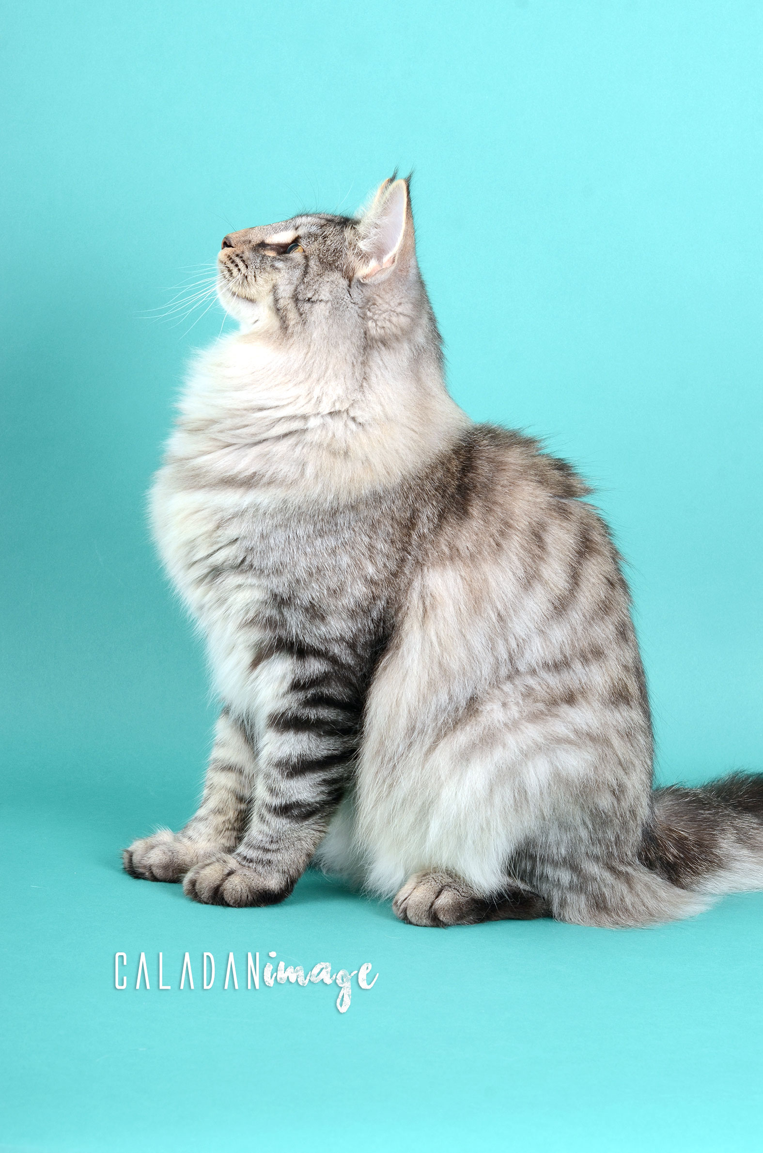 Egon, mâle black silver mackerel de l'élevage de norvégien CalaDaN