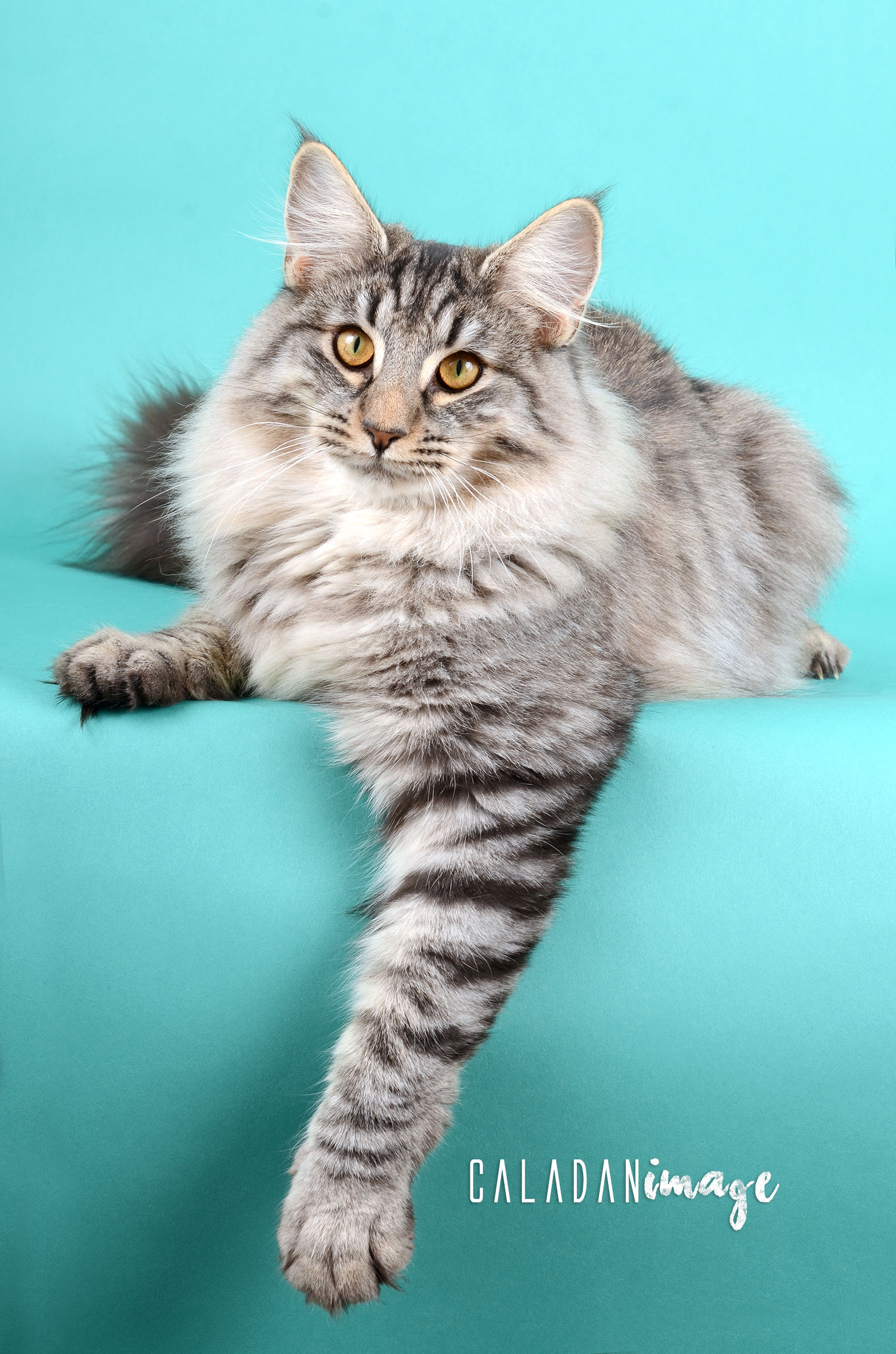 Tingoskatten's Egon, égérie et favori de ses dames. Mâle norvégien chez les CalaDaN