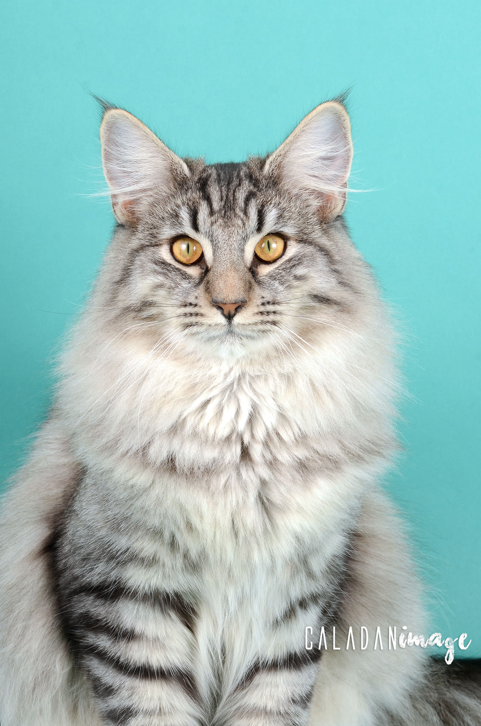 Chat Norvégien mâle Tingoskatten's Egon - Élevage Caladan