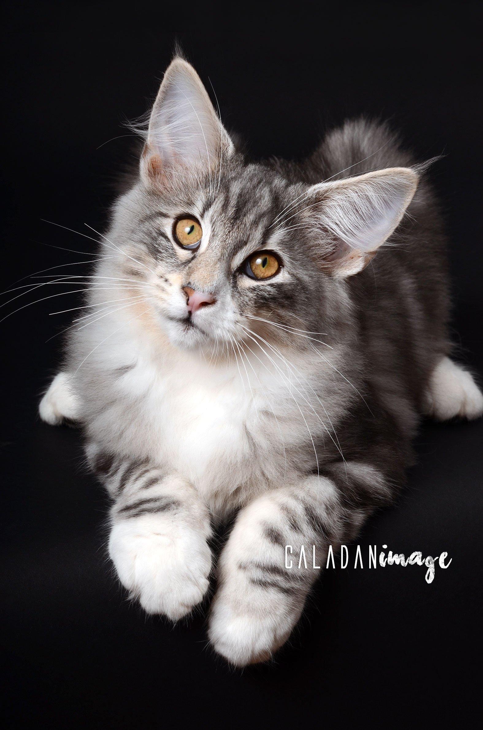 Hippi, chat norvégien black silver, reproducteur à la chatterie CalaDaN