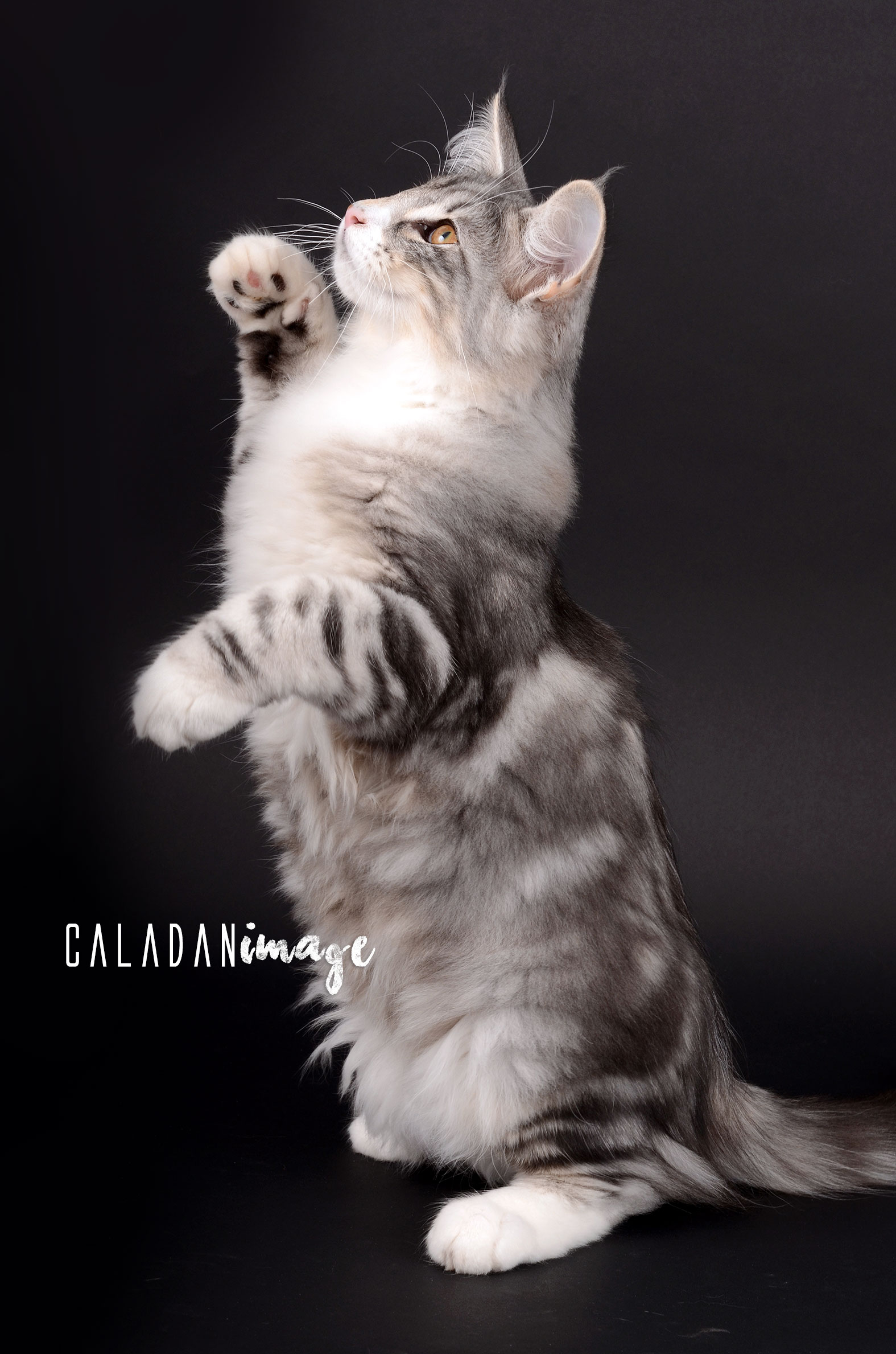 Mâle black silver blotched tabby et blanc, reproducteur élite A à la chatterie CalaDaN