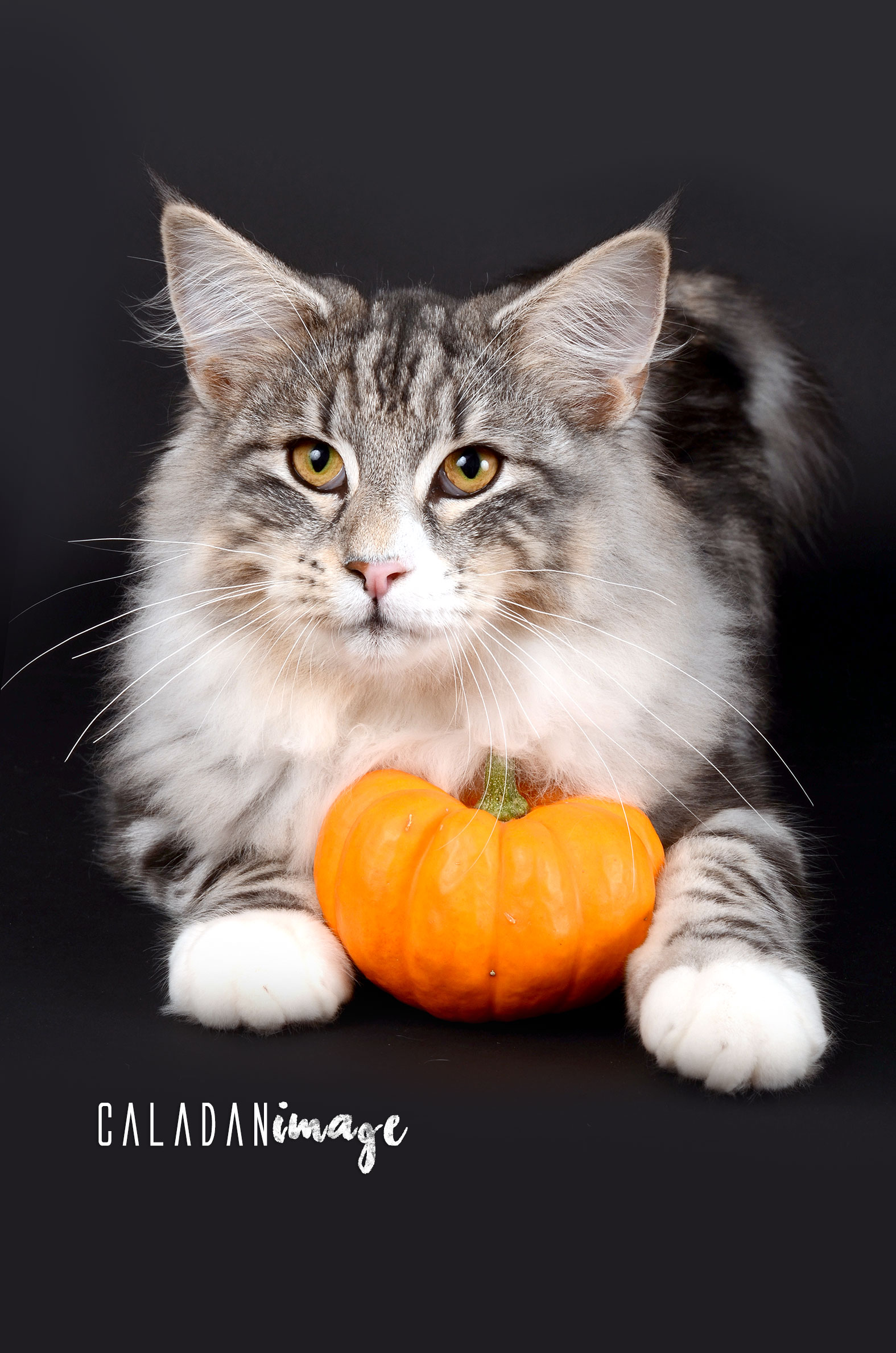 Hippi, chat norvégien black silver, reproducteur à la chatterie CalaDaN