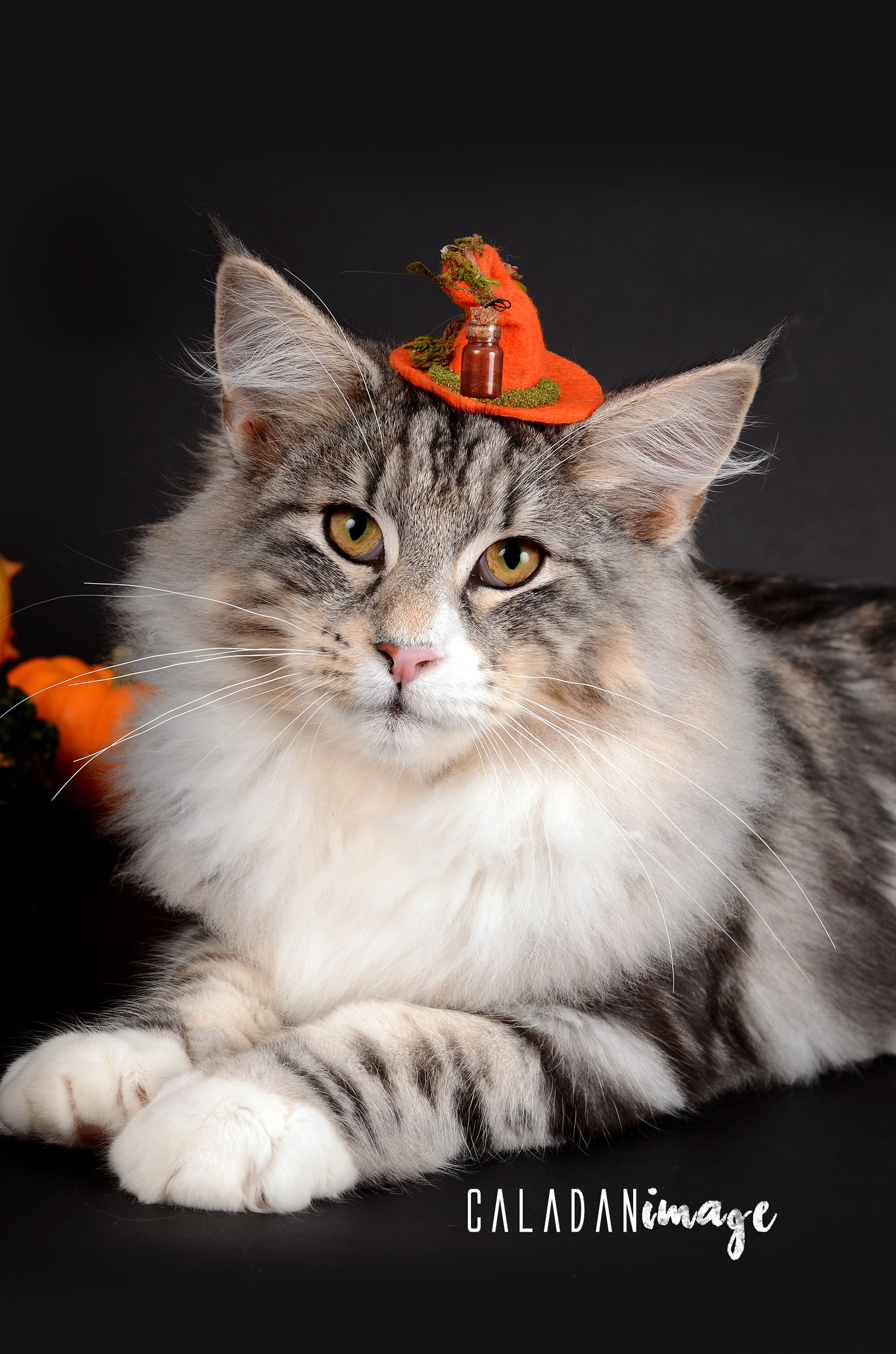 Hippi, chat norvégien black silver, reproducteur à la chatterie CalaDaN