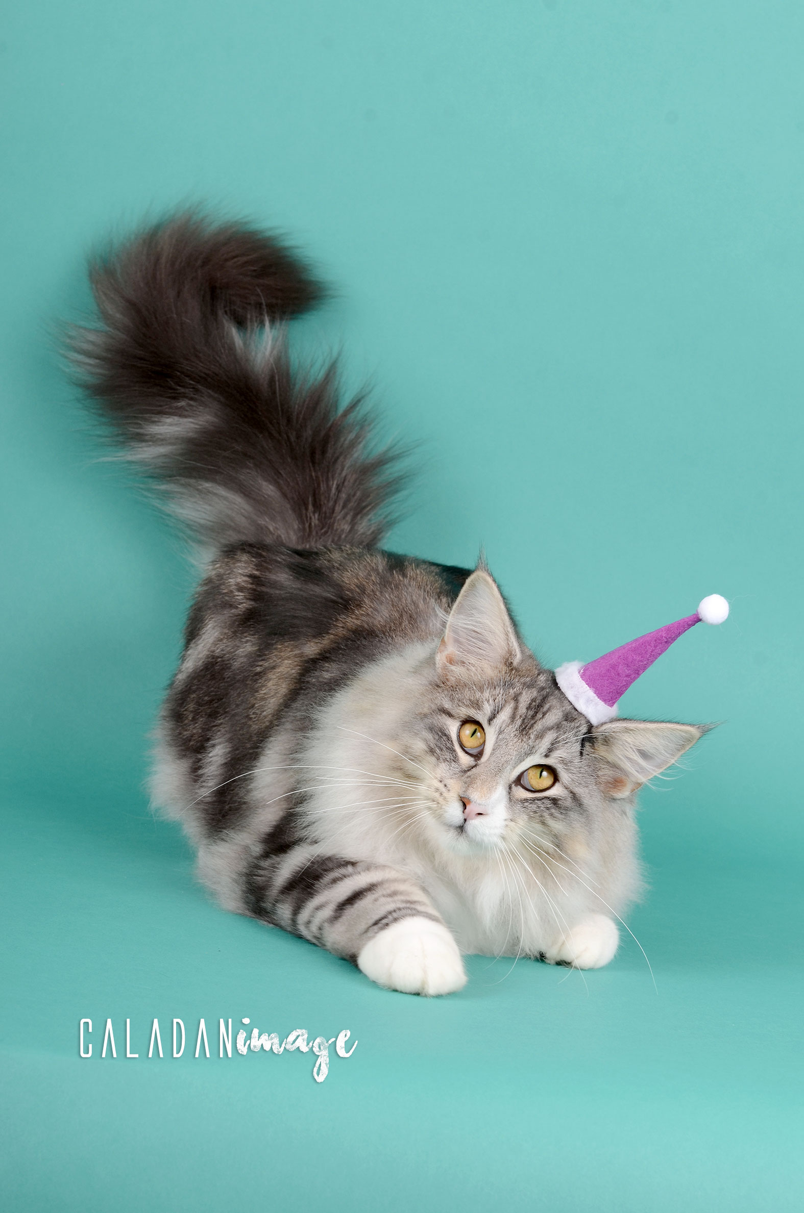 Chat norvégien très décontracté avec chapeau de noël à la chatterie CalaDaN