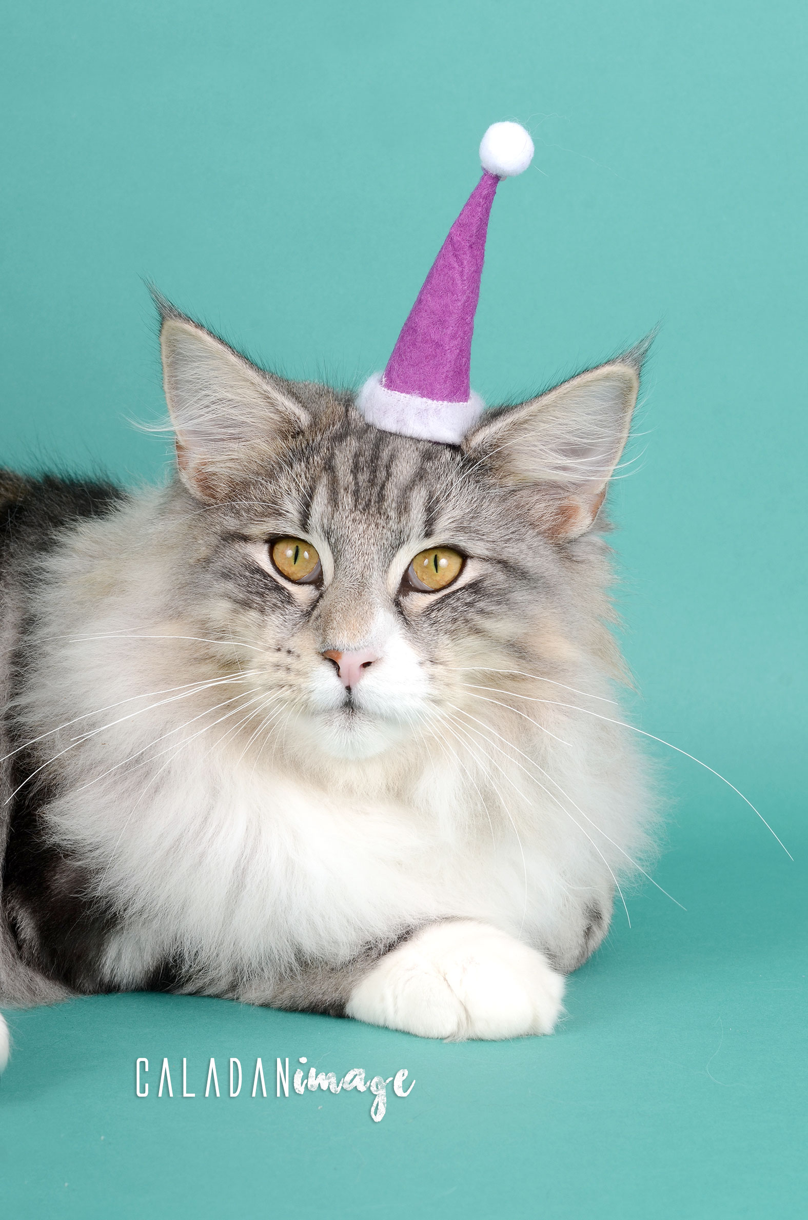 Mâle black silver blotched tabby et blanc, reproducteur élite A à la chatterie CalaDaN