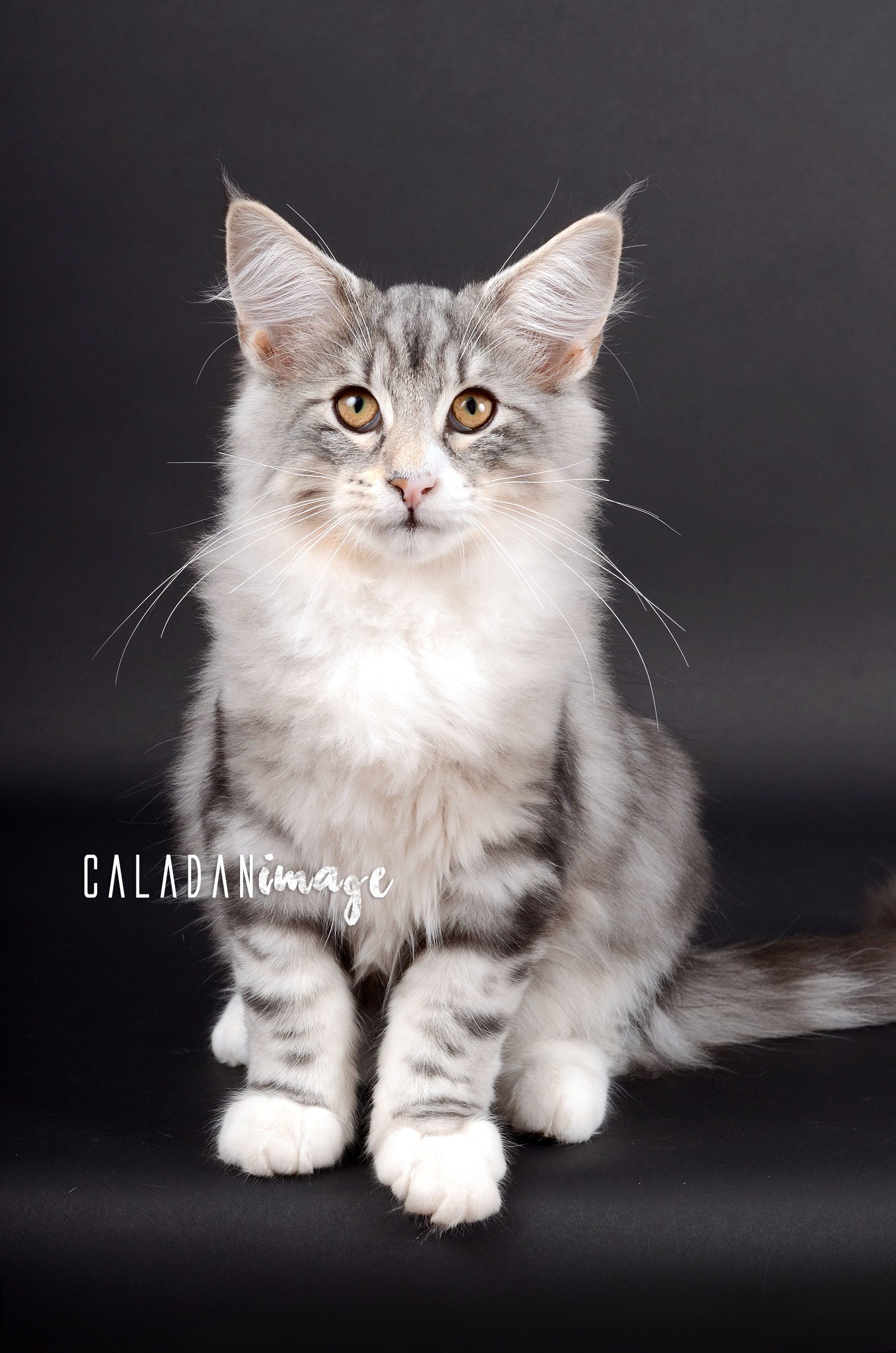 bébé norvégien black silver à la chatterie CalaDaN