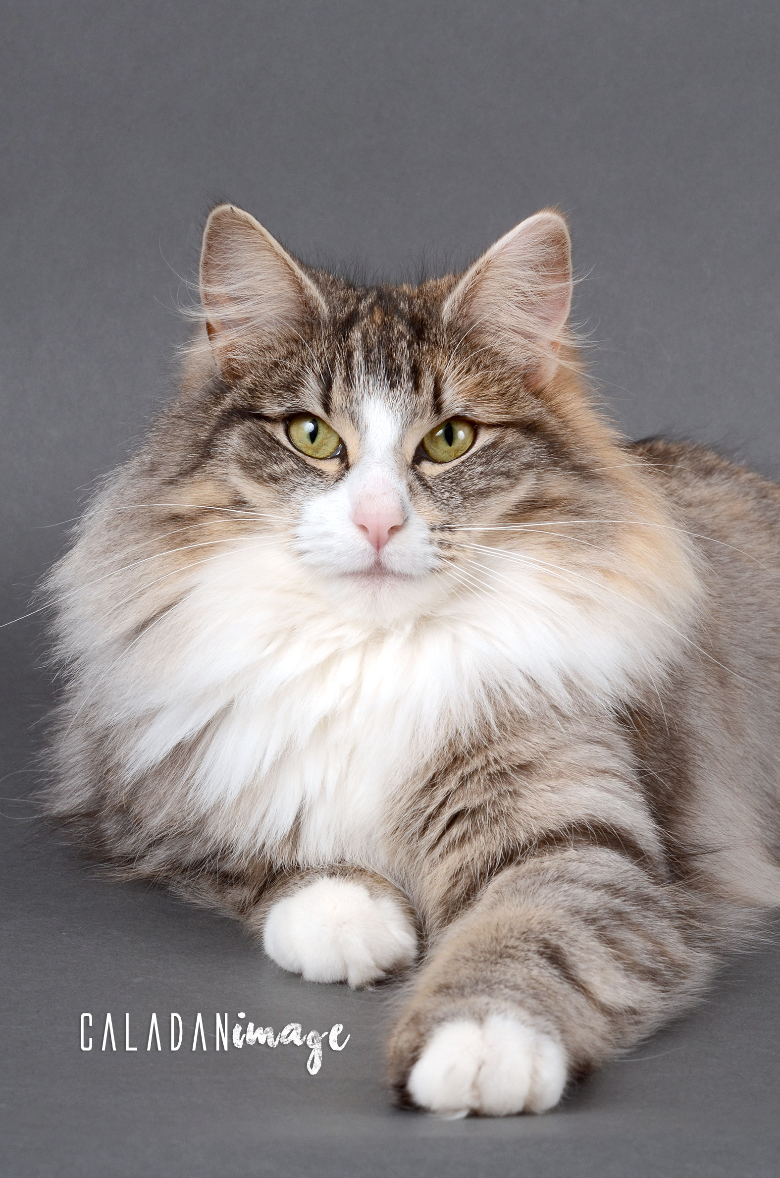 Ils ont participé Chat norvégien qui a compté pour les caladan