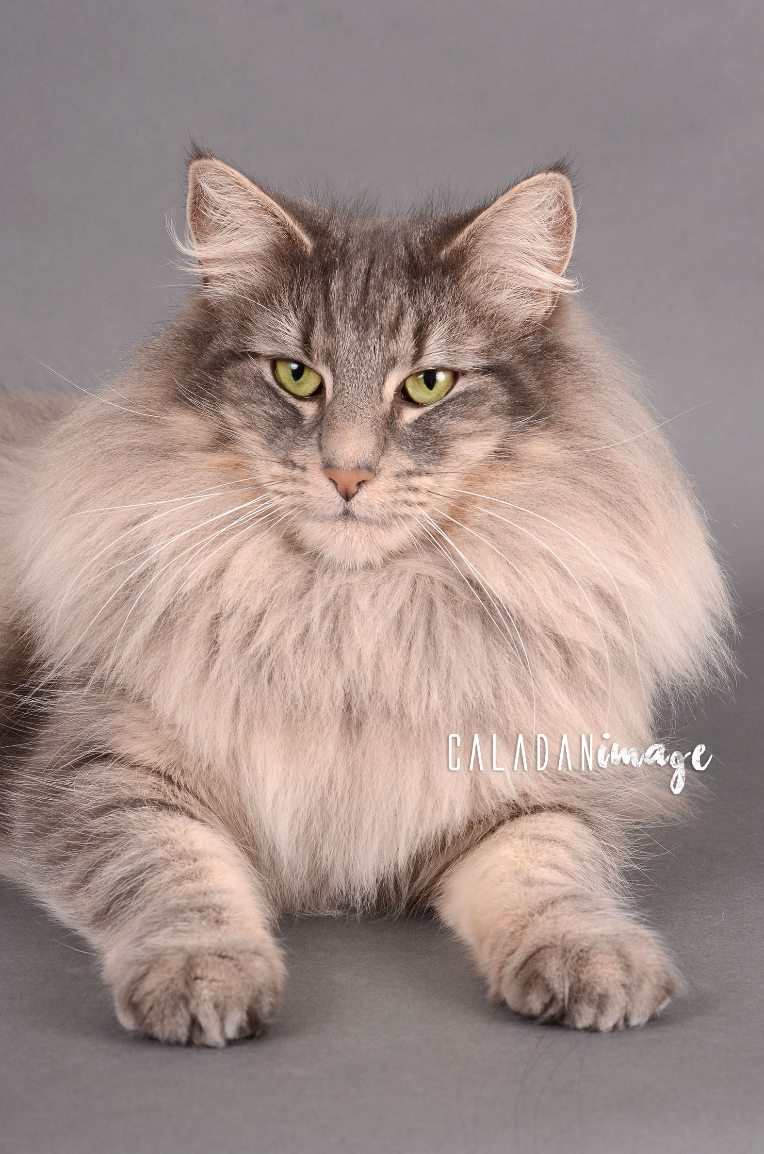 Ils ont participé Chat norvégien qui a compté pour les caladan