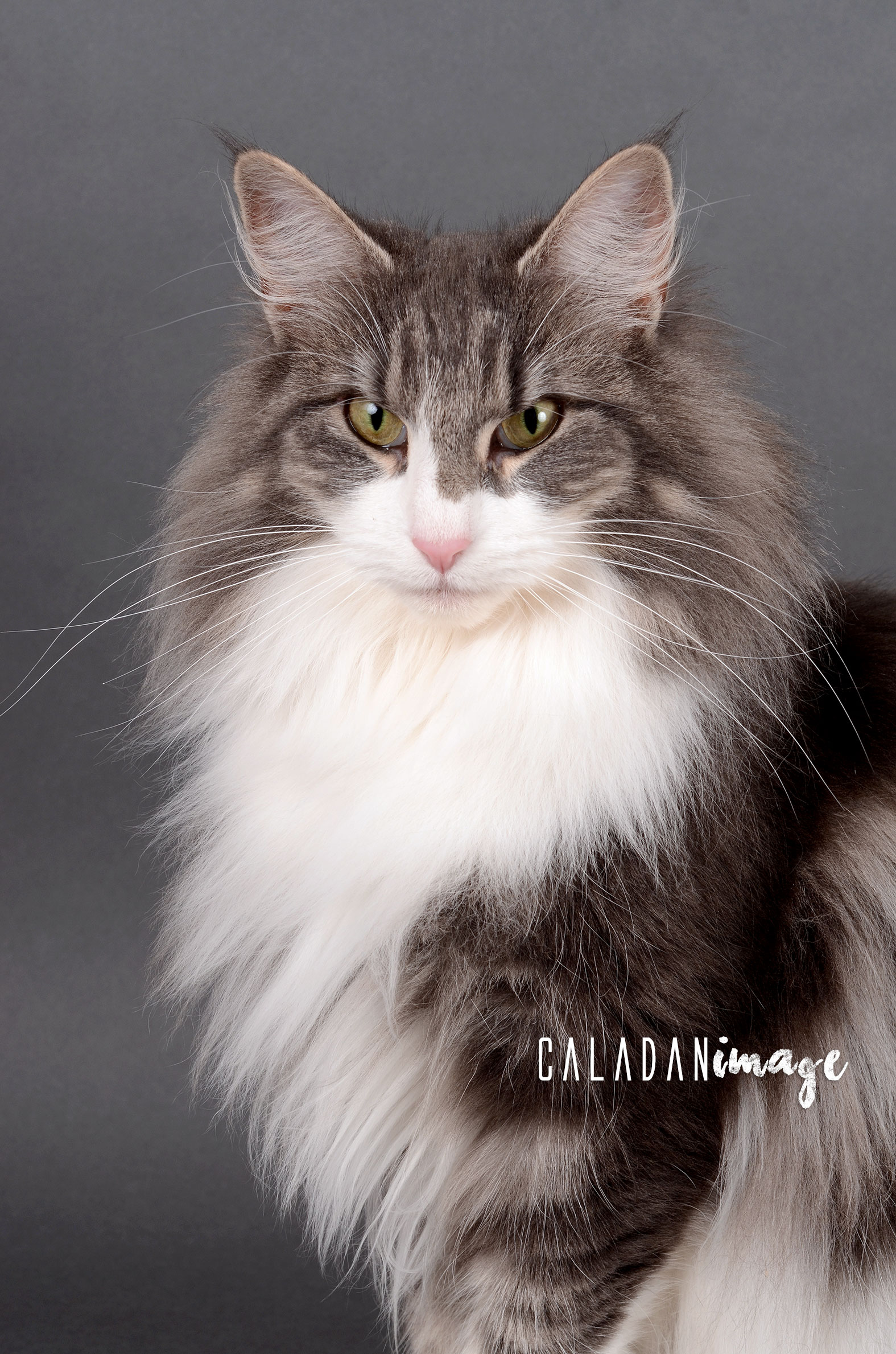 Ils ont participé Chat norvégien qui a compté pour les caladan