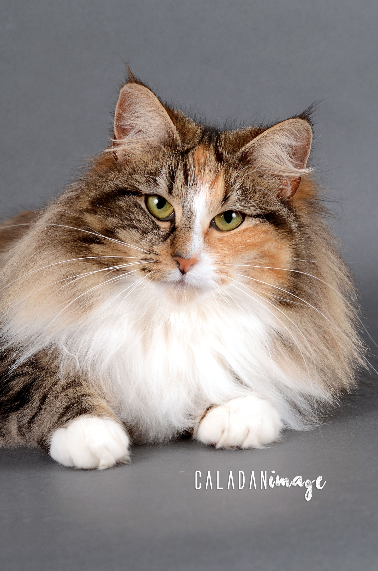 Ils ont participé Chat norvégien qui a compté pour les caladan