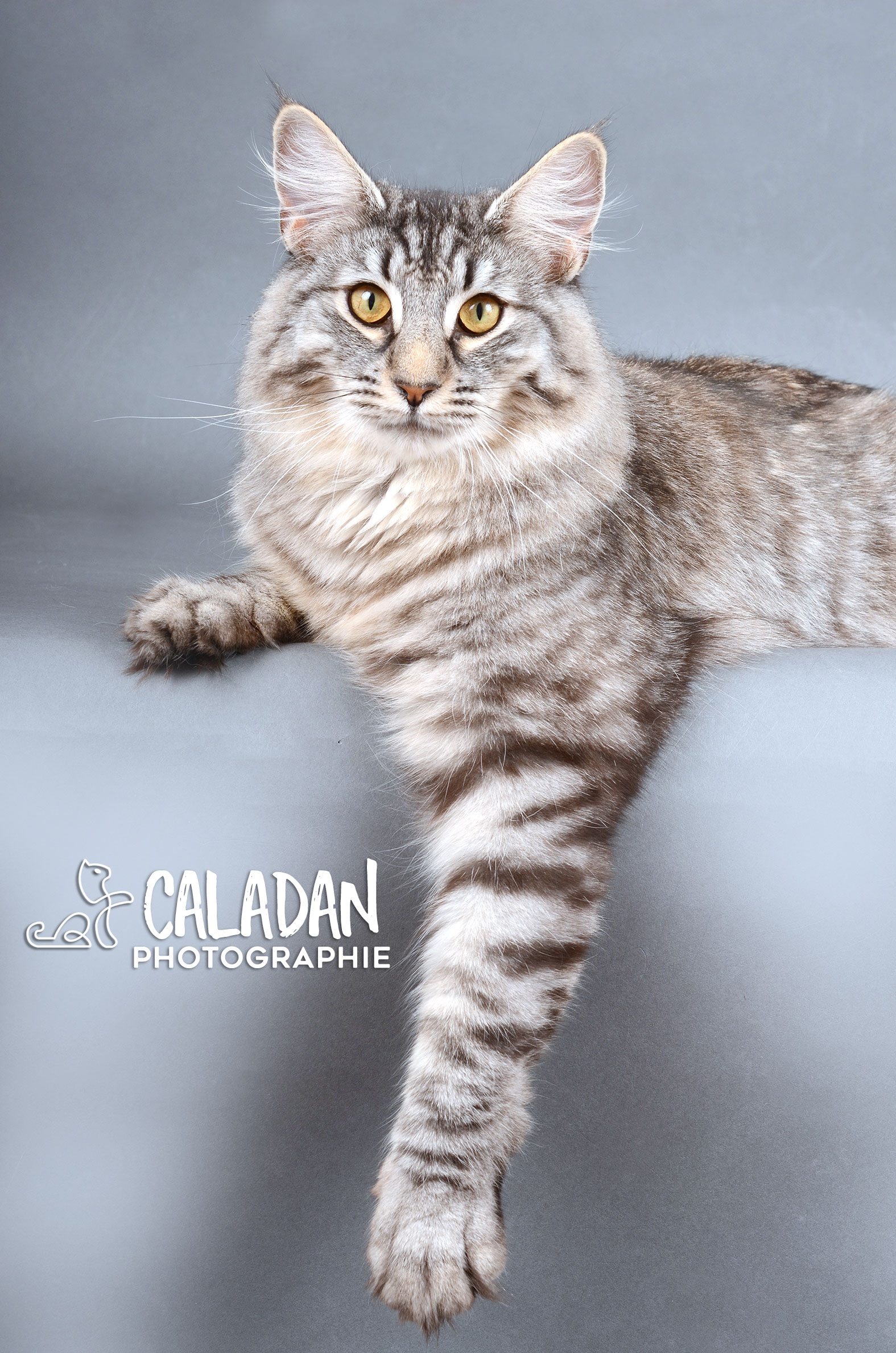 Norvégien black silver, mâle reproducteur de la chatterie CalaDaN