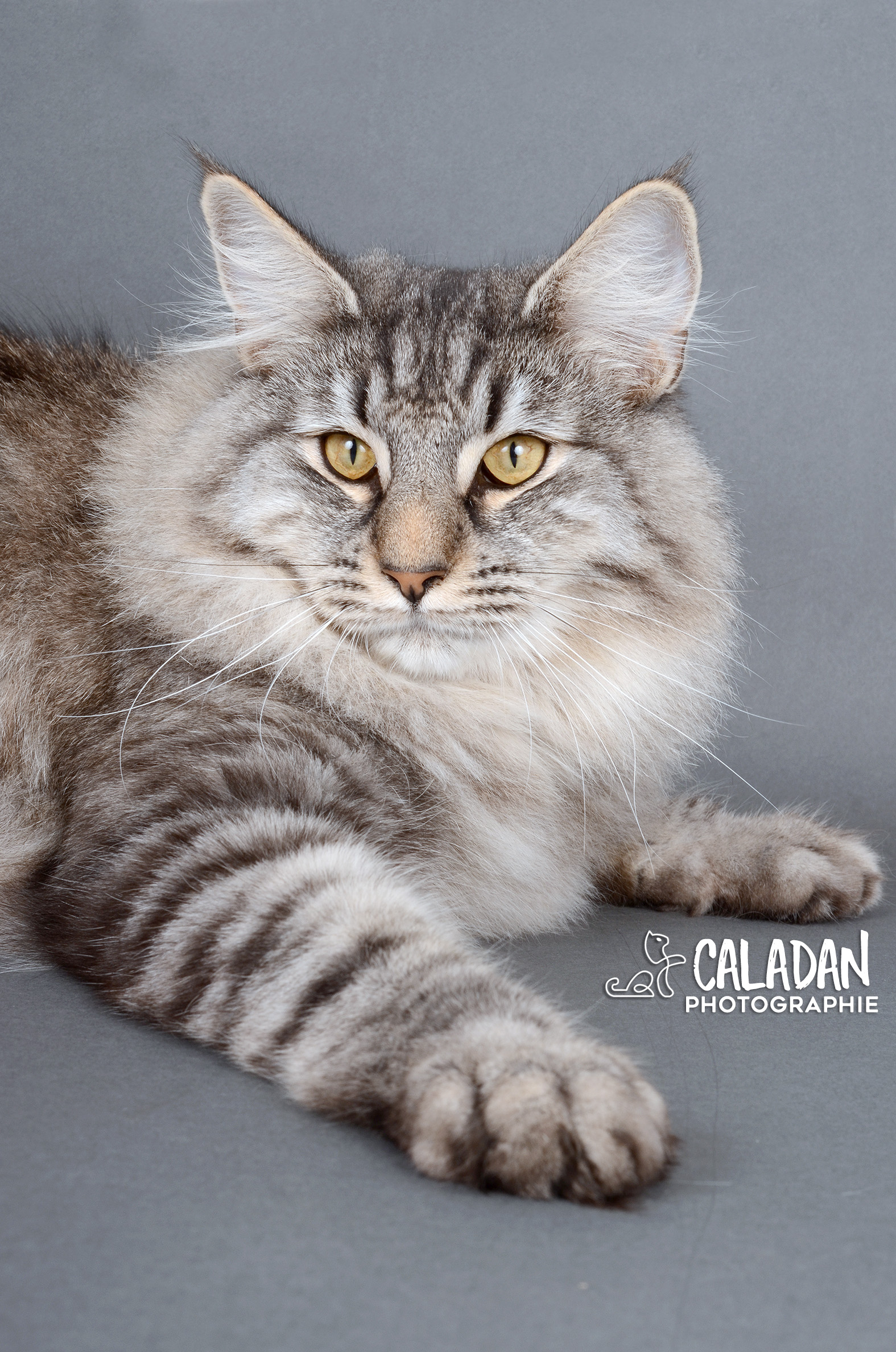 Tingoskatten's Egon, égérie et favori de ses dames. Mâle norvégien chez les CalaDaN