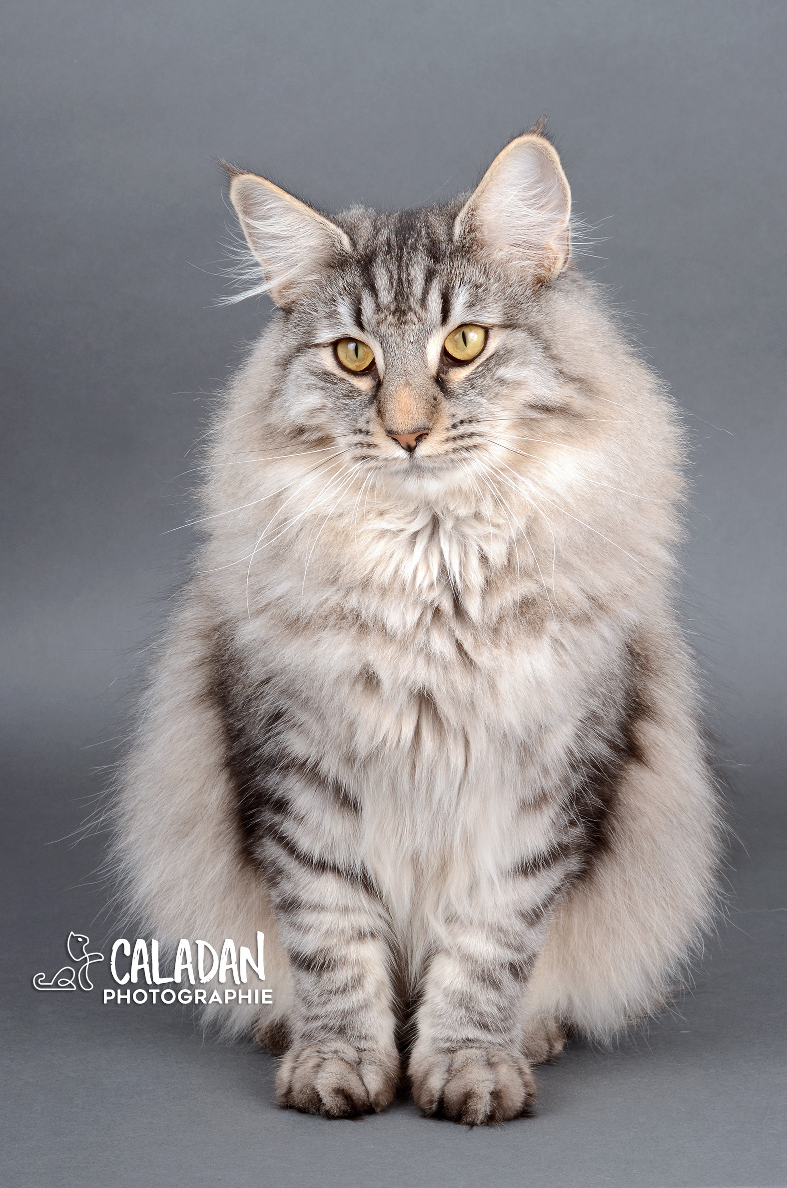 Egon, mâle black silver mackerel de l'élevage de norvégien CalaDaN