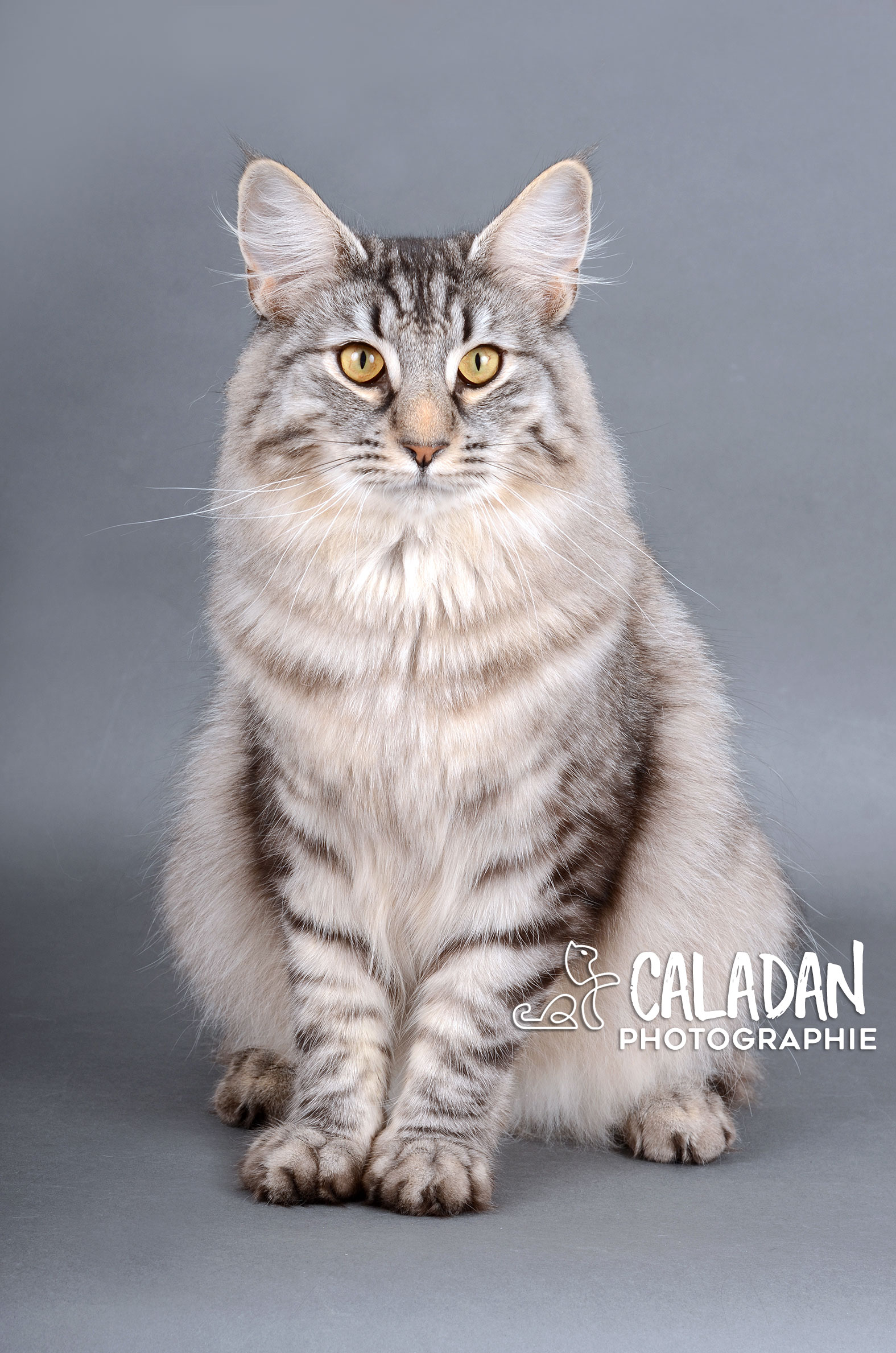 Egon mâle norvégien de la chatterie CalaDaN