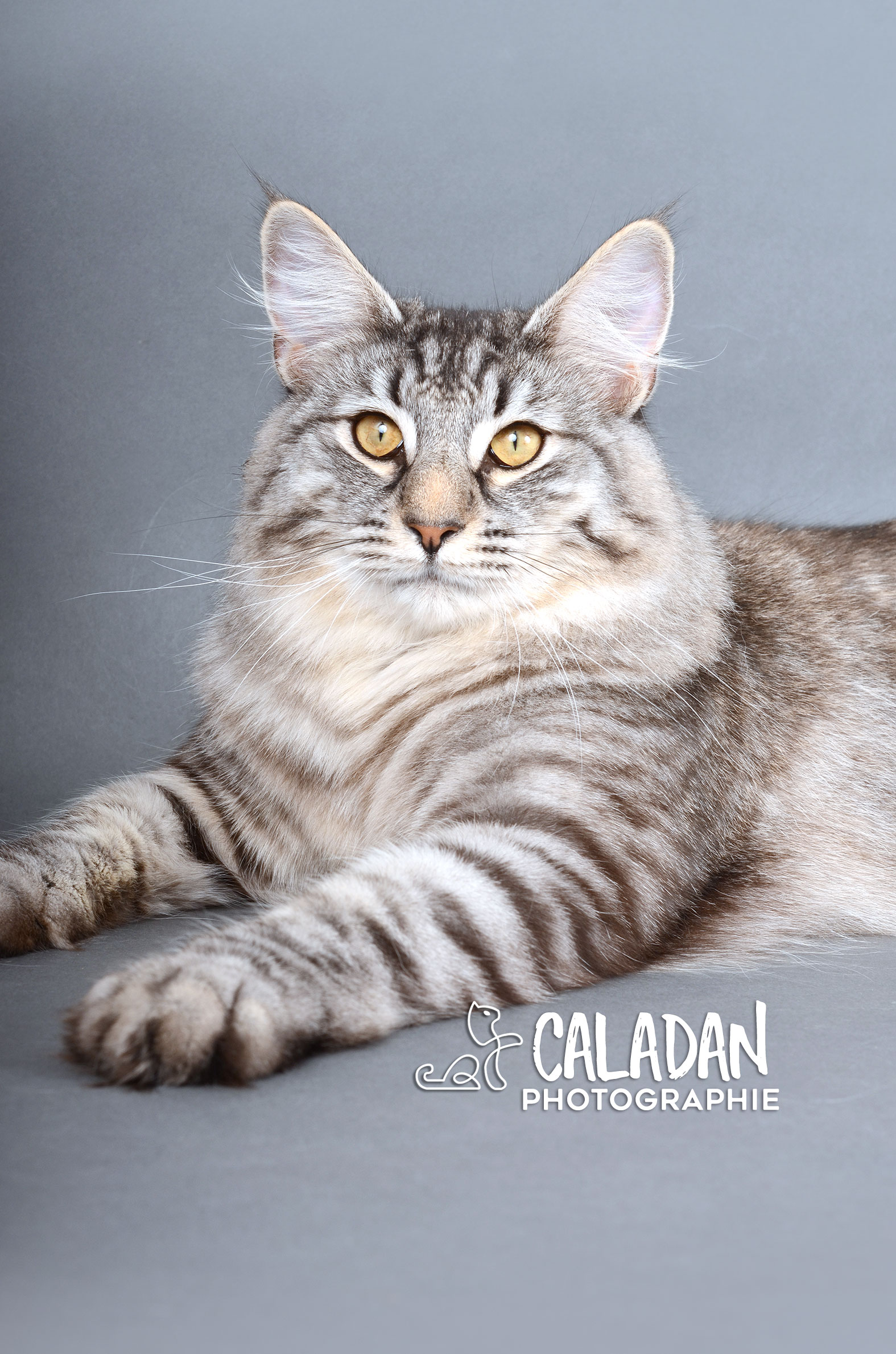 Tingoskatten's Egon, égérie et favori de ses dames. Mâle norvégien chez les CalaDaN