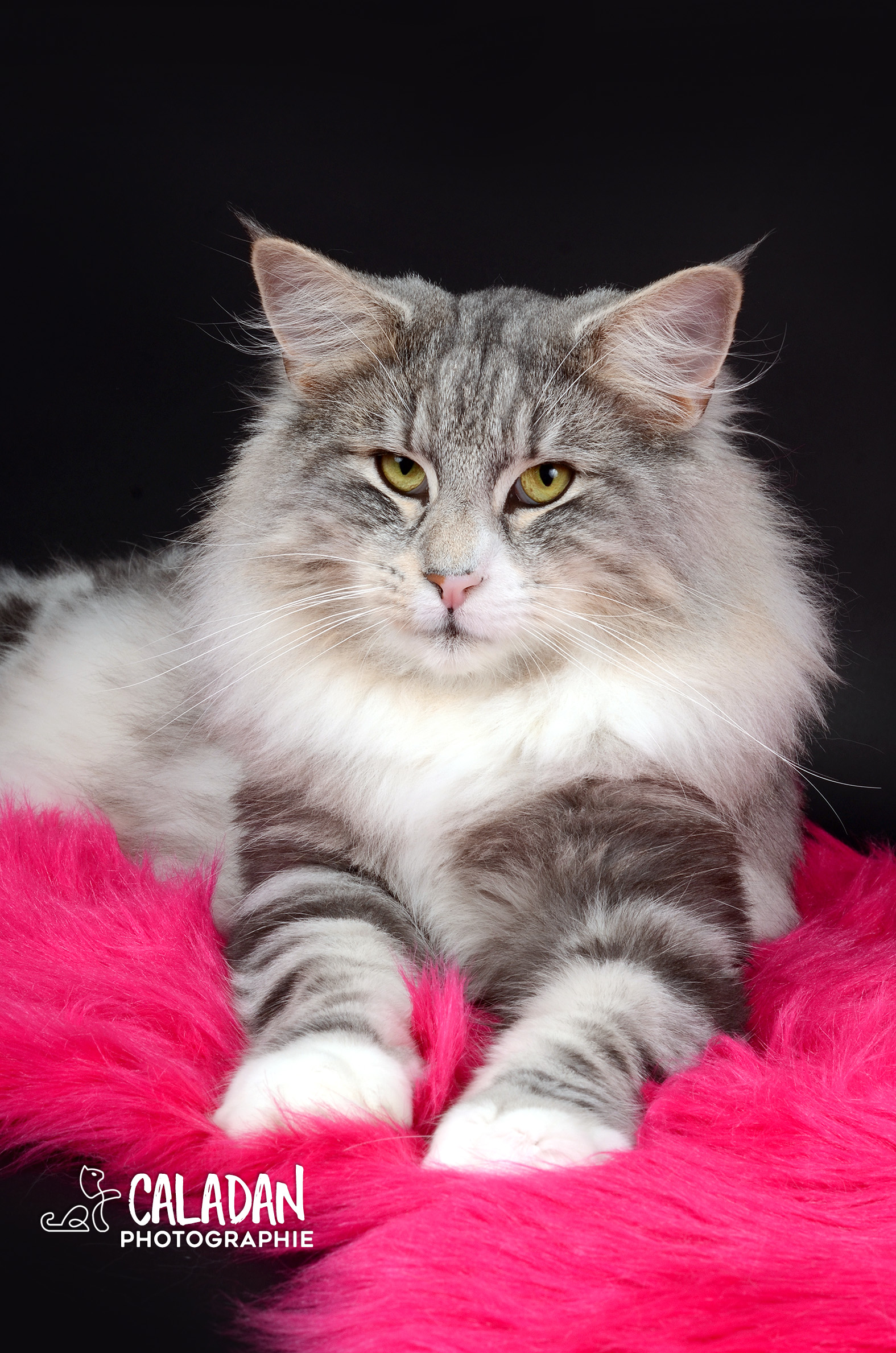 Mâle norvégien black silver, chatterie caladan