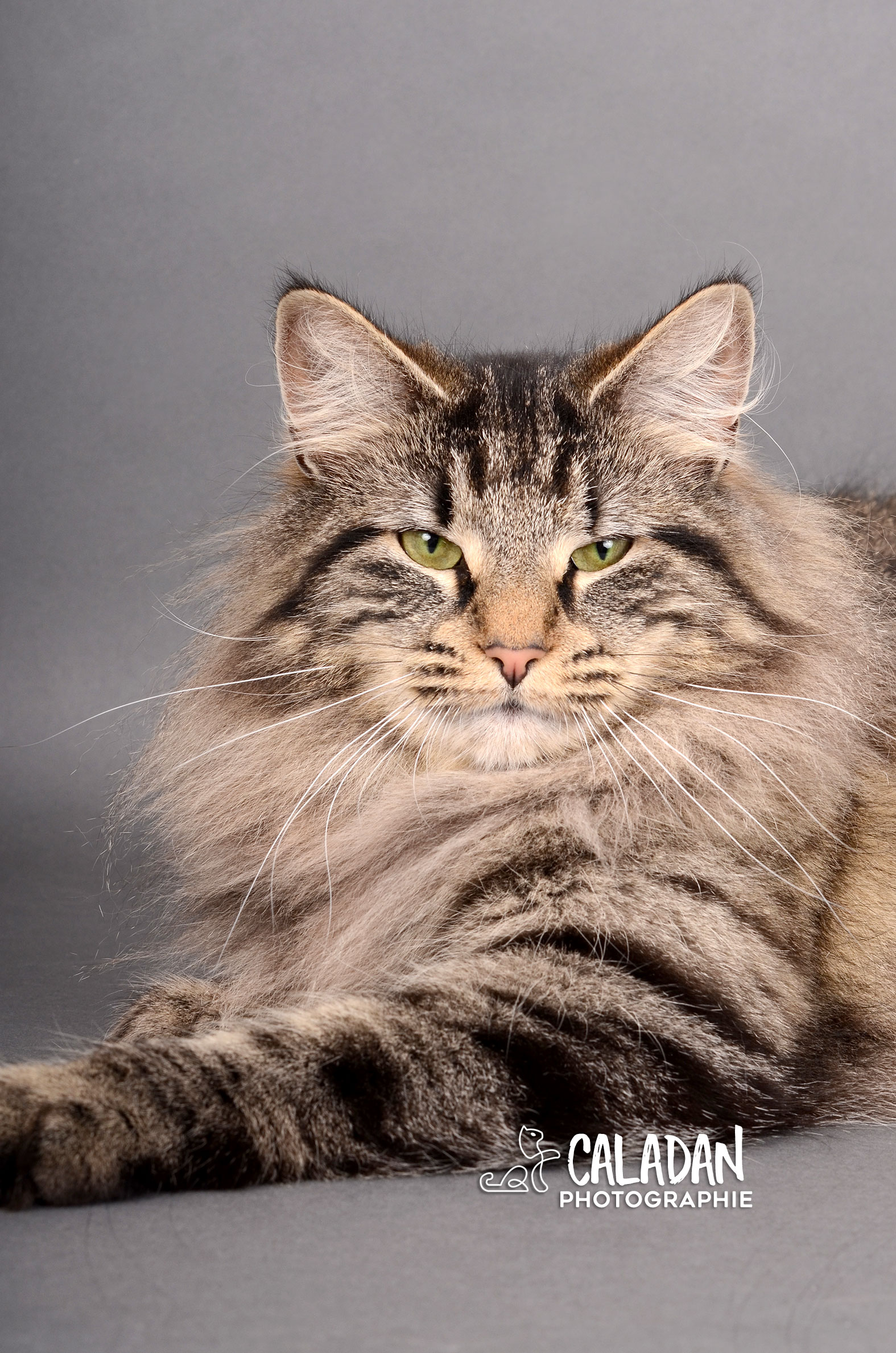 Ils ont participé Chat norvégien qui a compté pour les caladan