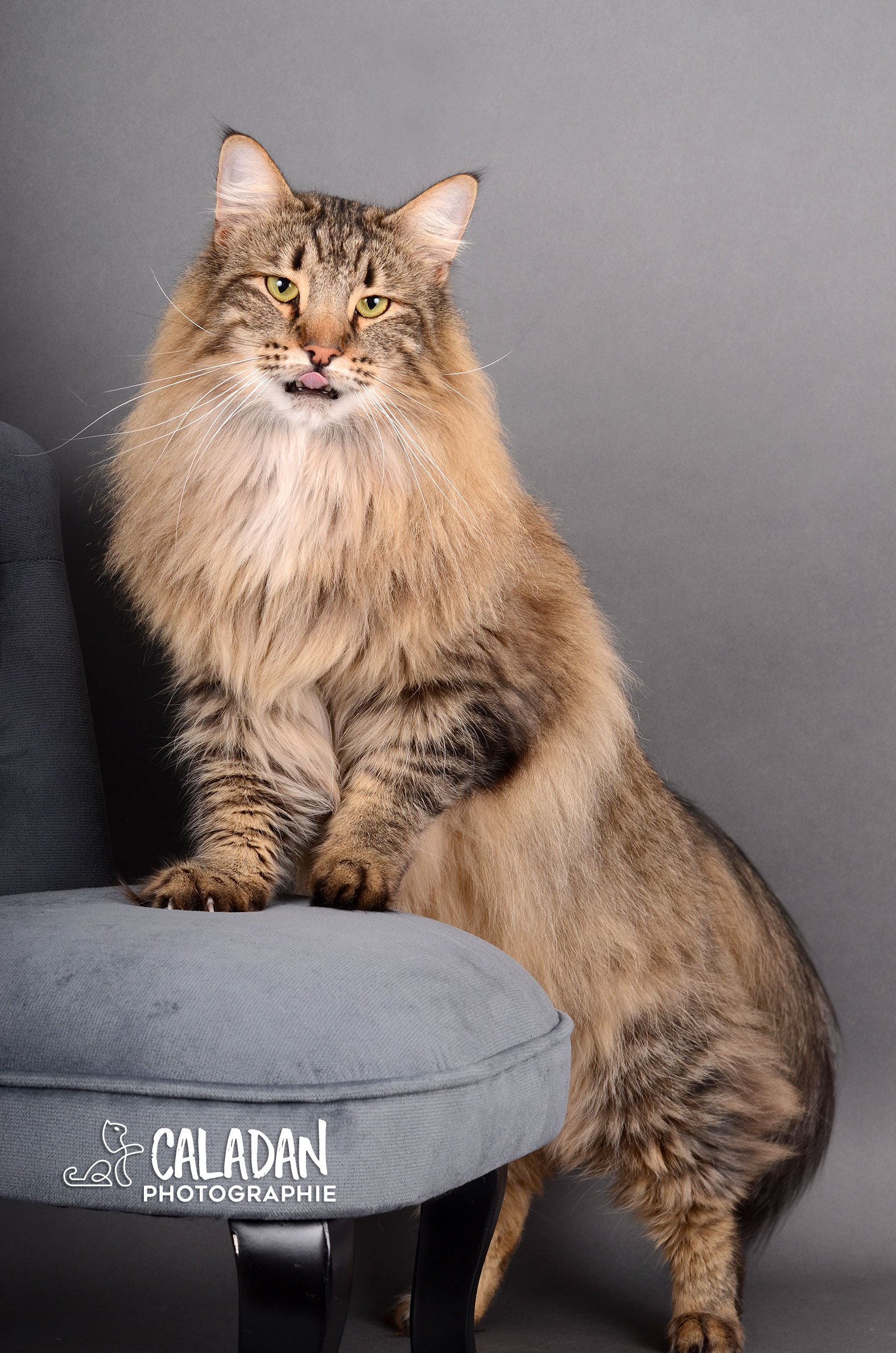 Ils ont participé Chat norvégien qui a compté pour les caladan