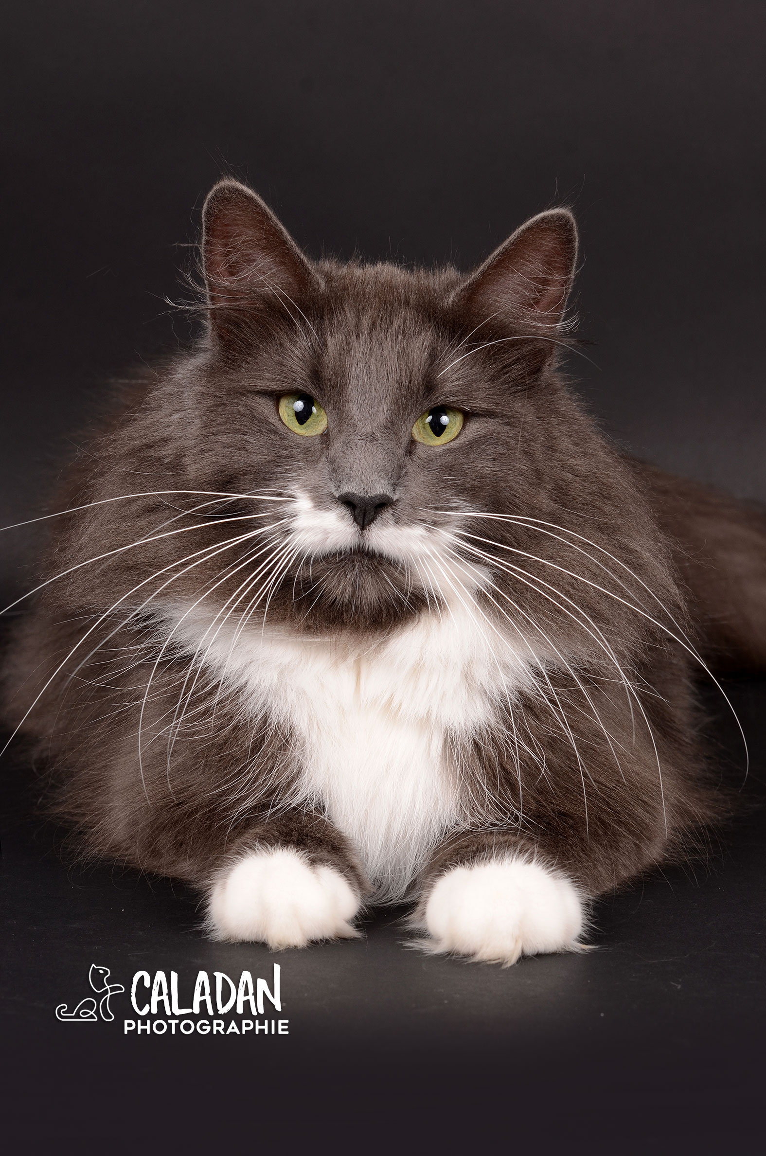 Ils ont participé Chat norvégien qui a compté pour les caladan