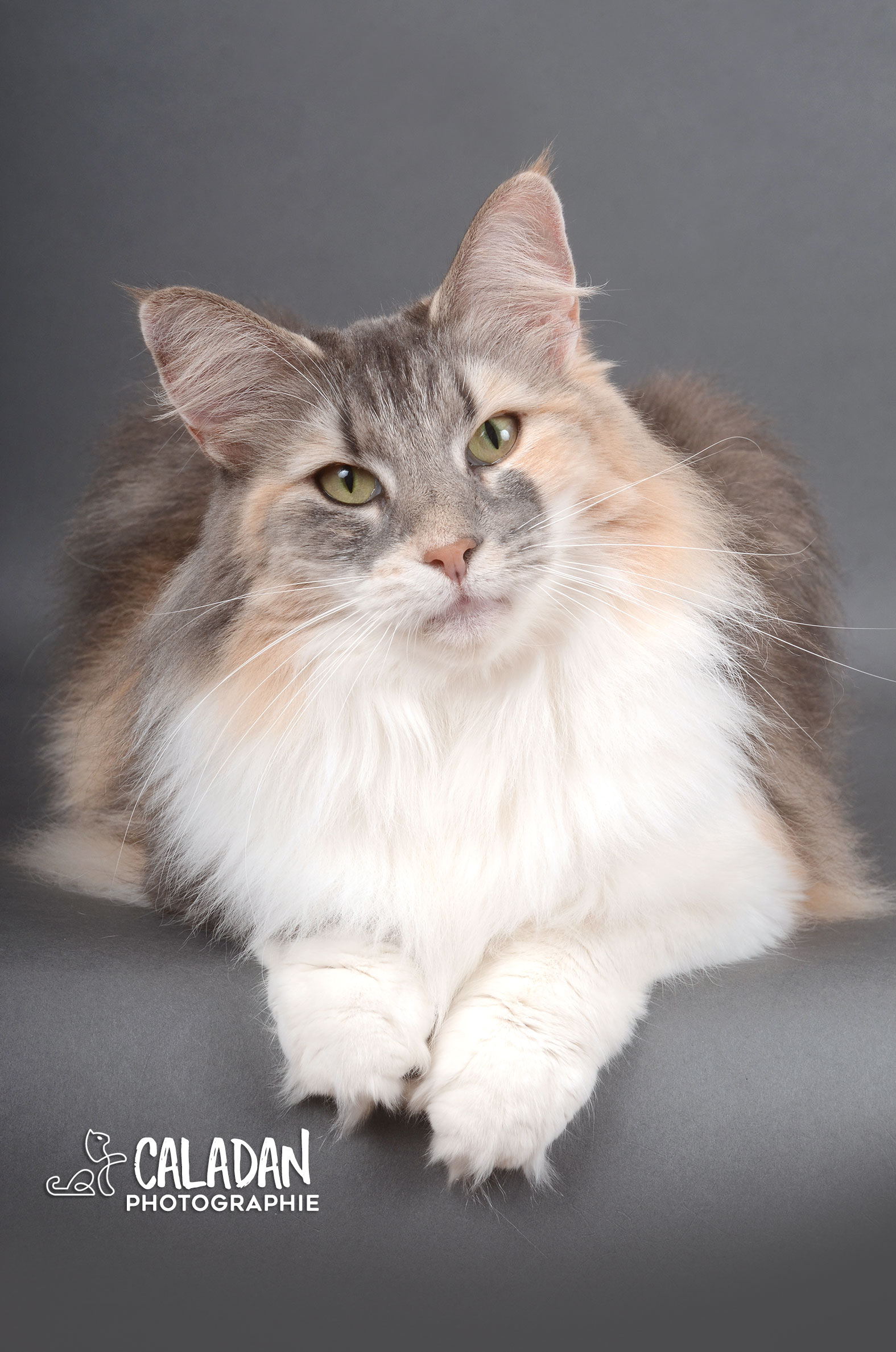 Ils ont participé Chat norvégien qui a compté pour les caladan, my soulmate