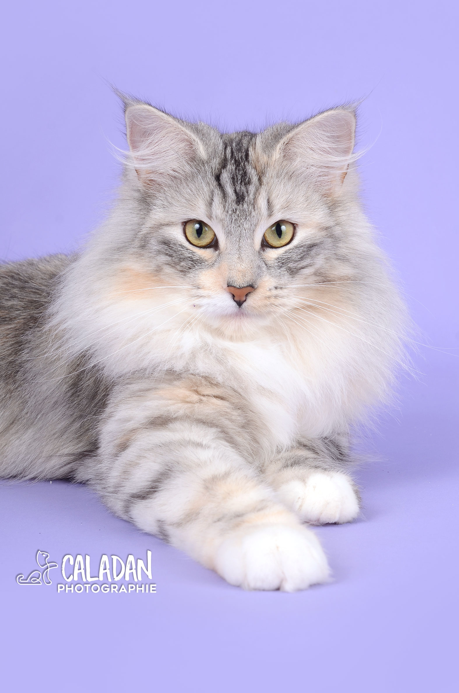 Ils ont participé Chat norvégien qui a compté pour les caladan