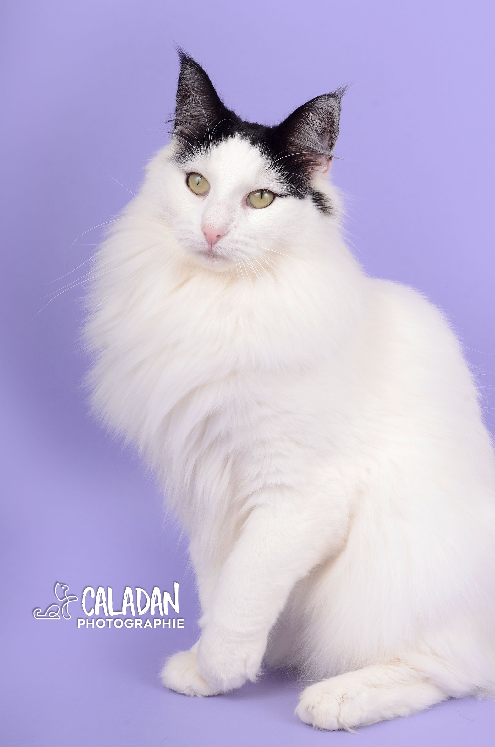 Ils ont participé Chat norvégien qui a compté pour les caladan, la plus attachiante