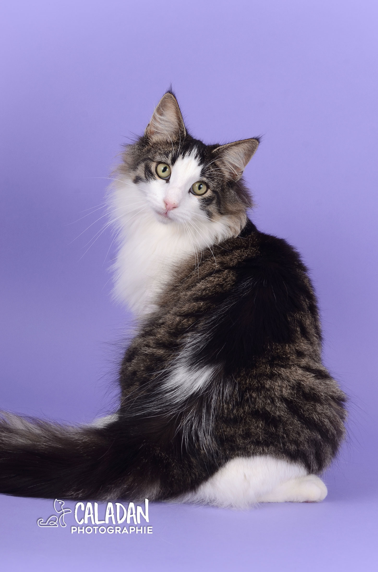 Ils ont participé Chat norvégien qui a compté pour les caladan