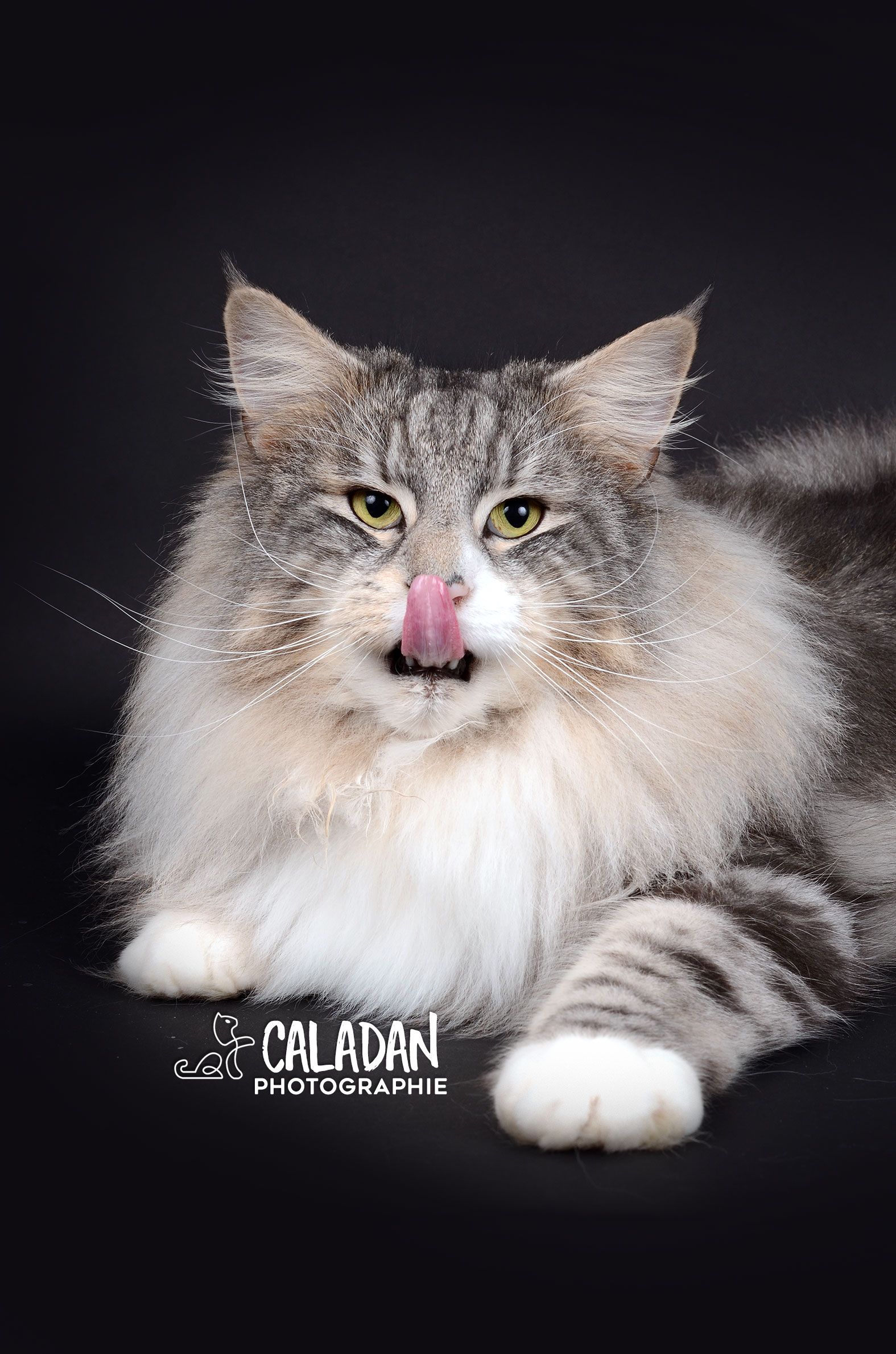 Mâle black silver blotched tabby et blanc, reproducteur élite A à la chatterie CalaDaN