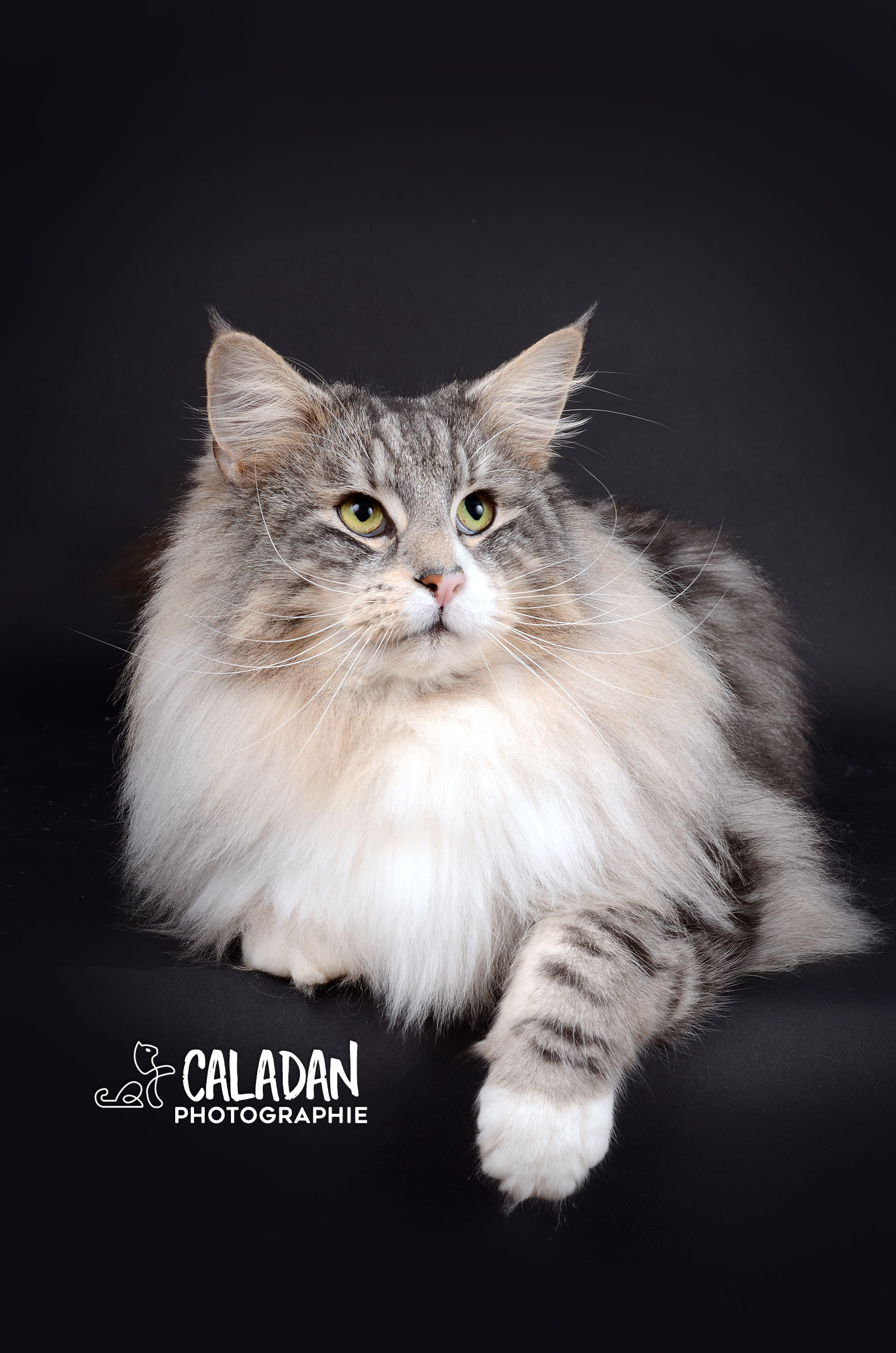 Hippi, chat norvégien black silver, reproducteur à la chatterie CalaDaN