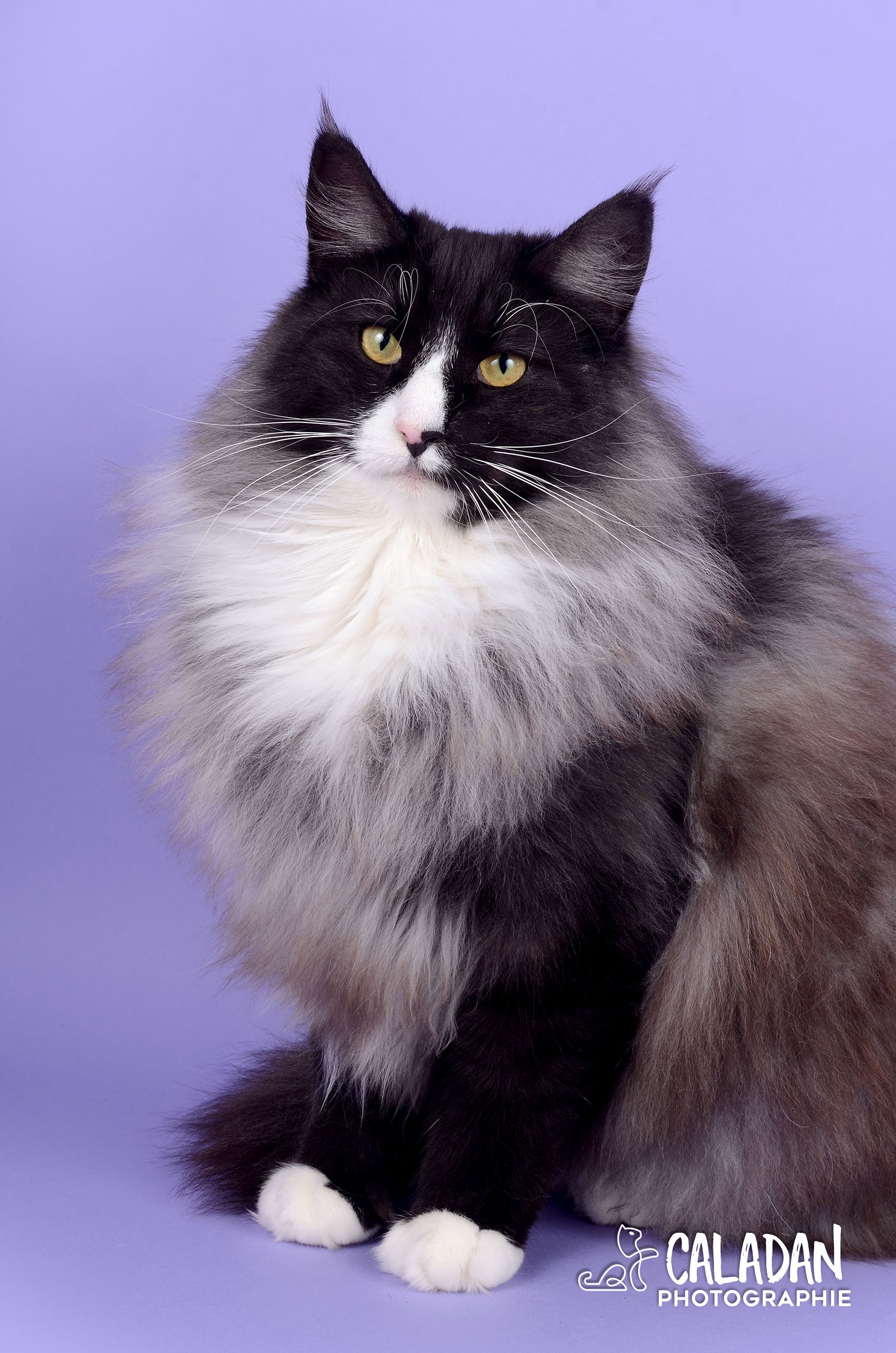 Ils ont participé Chat norvégien qui a compté pour les caladan