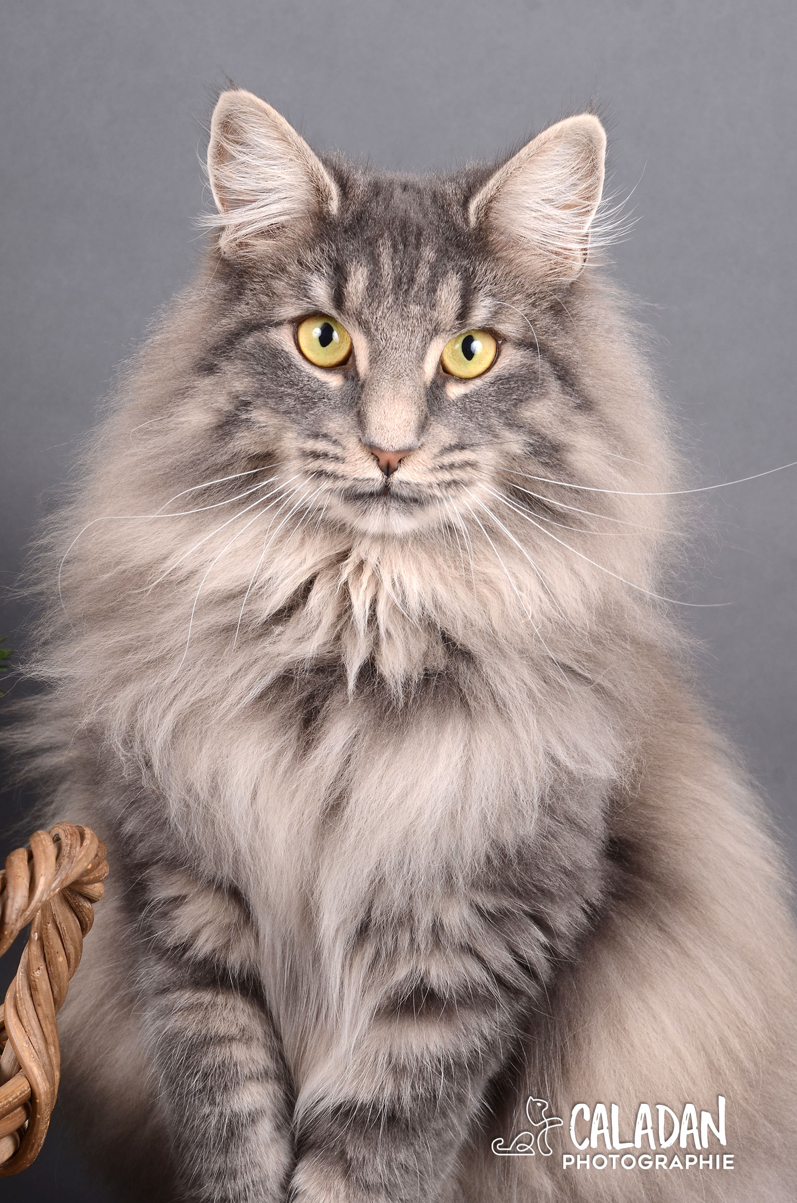 Ils ont participé Chat norvégien qui a compté pour les caladan